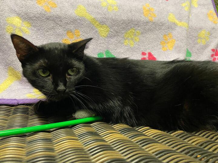 Onyx, a Adoptable Domestic Medium Hair in Jackson, MI image 5/6