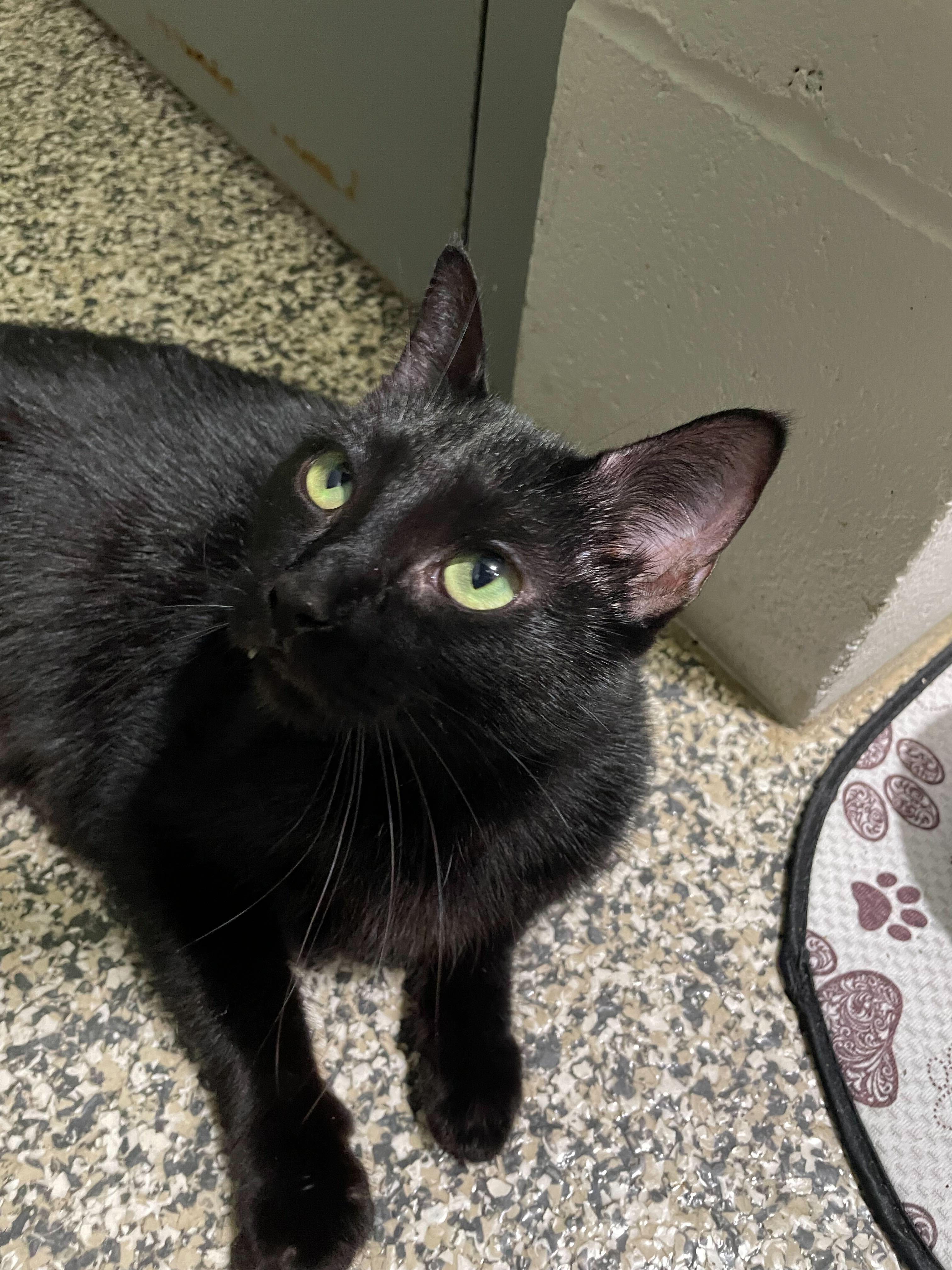 Onyx, a Adoptable Domestic Medium Hair in Jackson, MI image 3/6