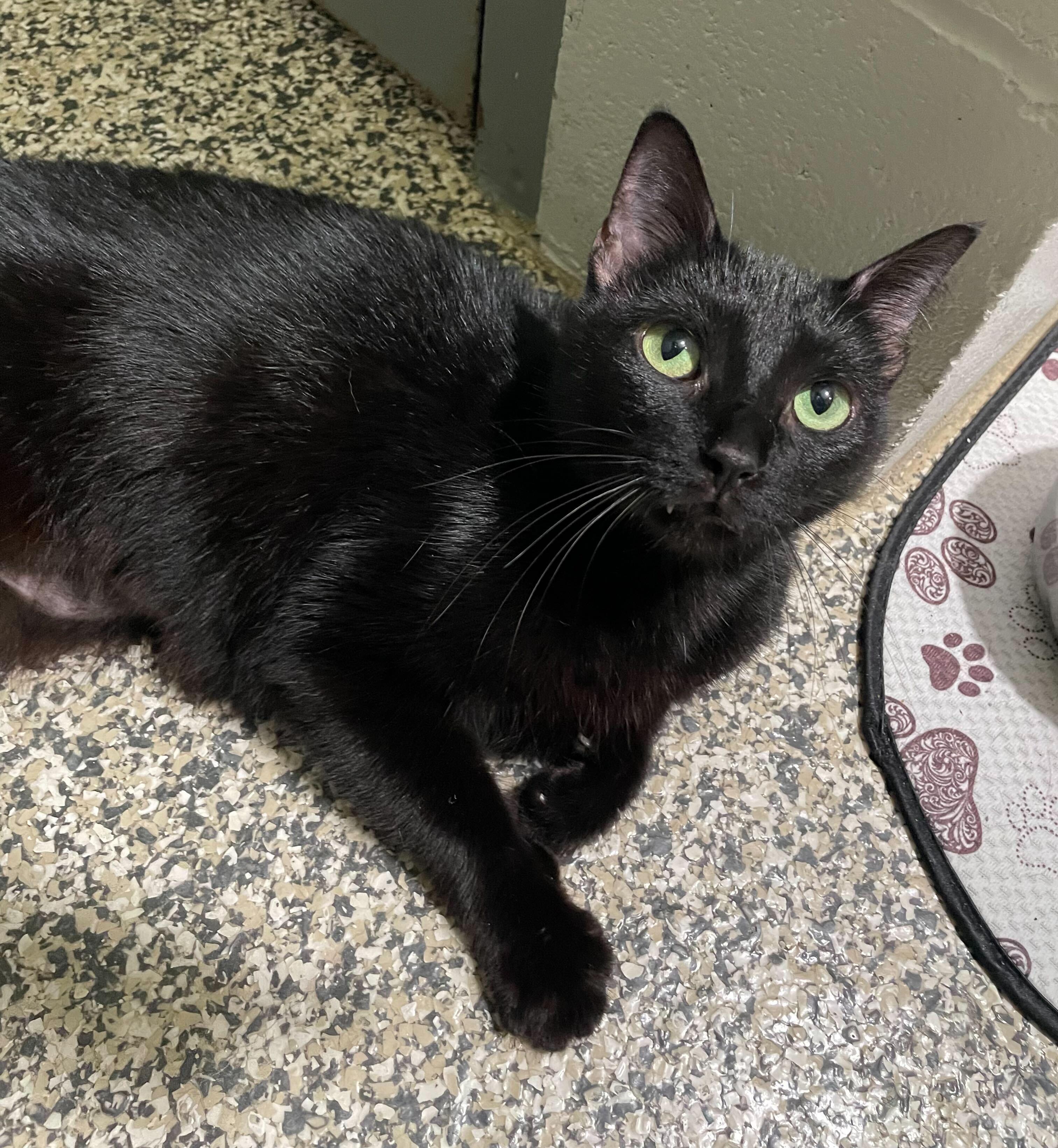 Onyx, a Adoptable Domestic Medium Hair in Jackson, MI image 2/6