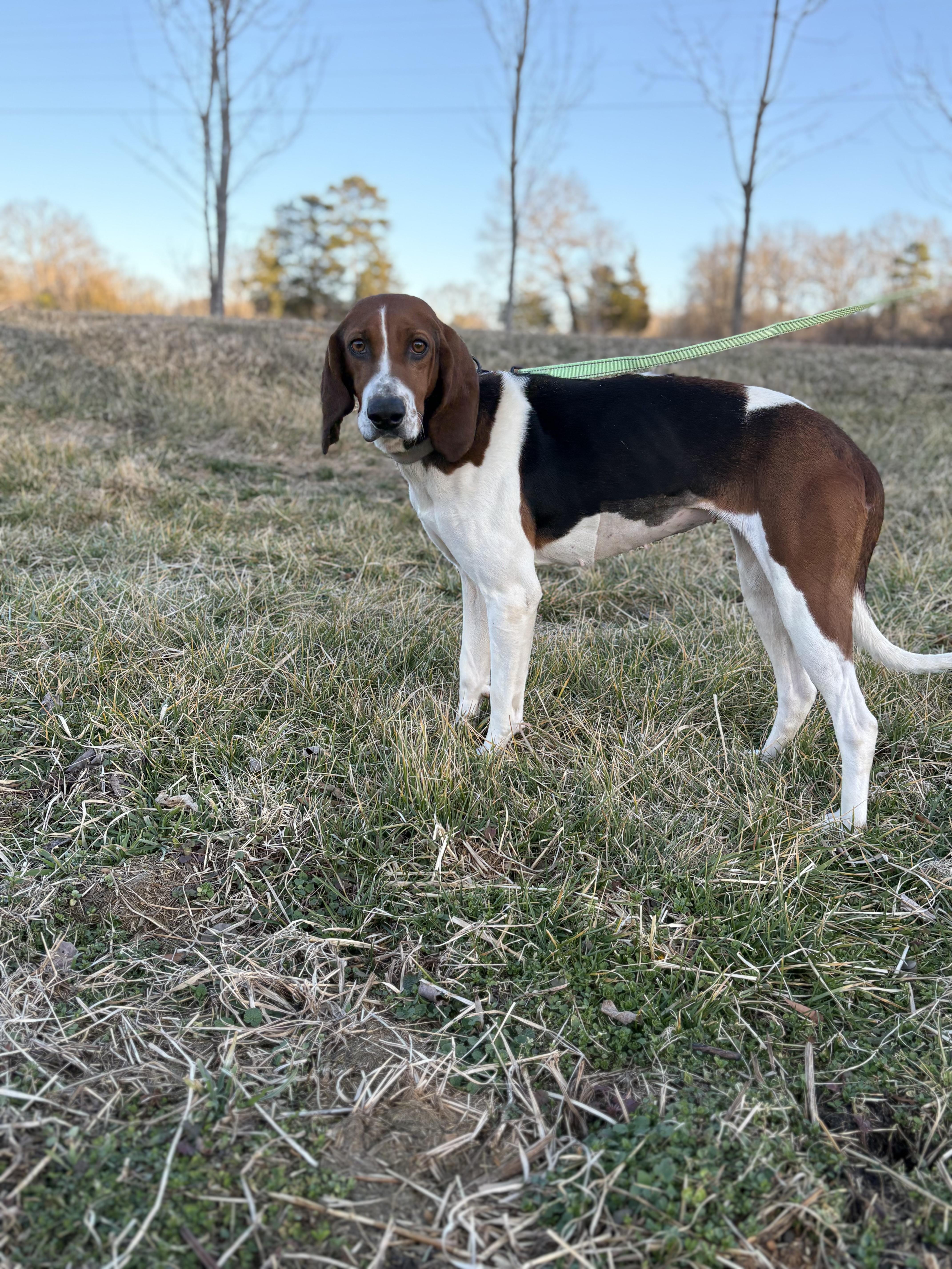 Enlarge Gypsy, a ADOPTABLE mixed breed in Louisa, VA image 3/5