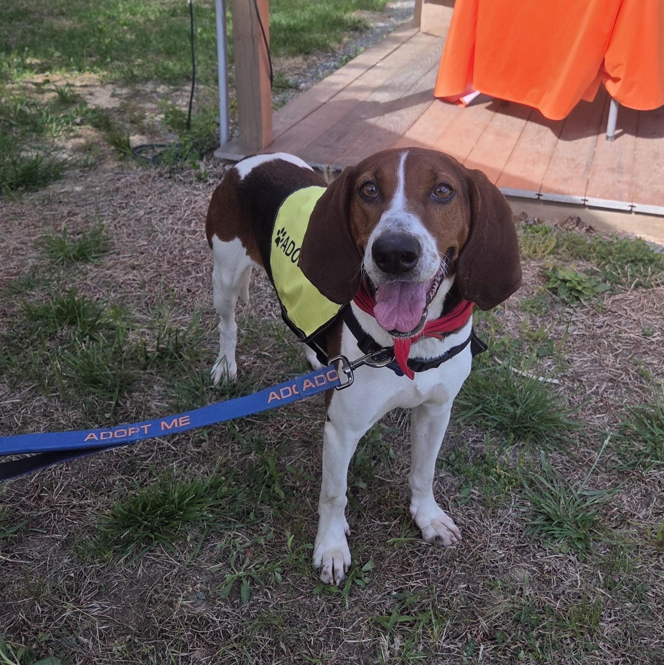 Gypsy, a ADOPTABLE mixed breed in Louisa, VA image 2/4