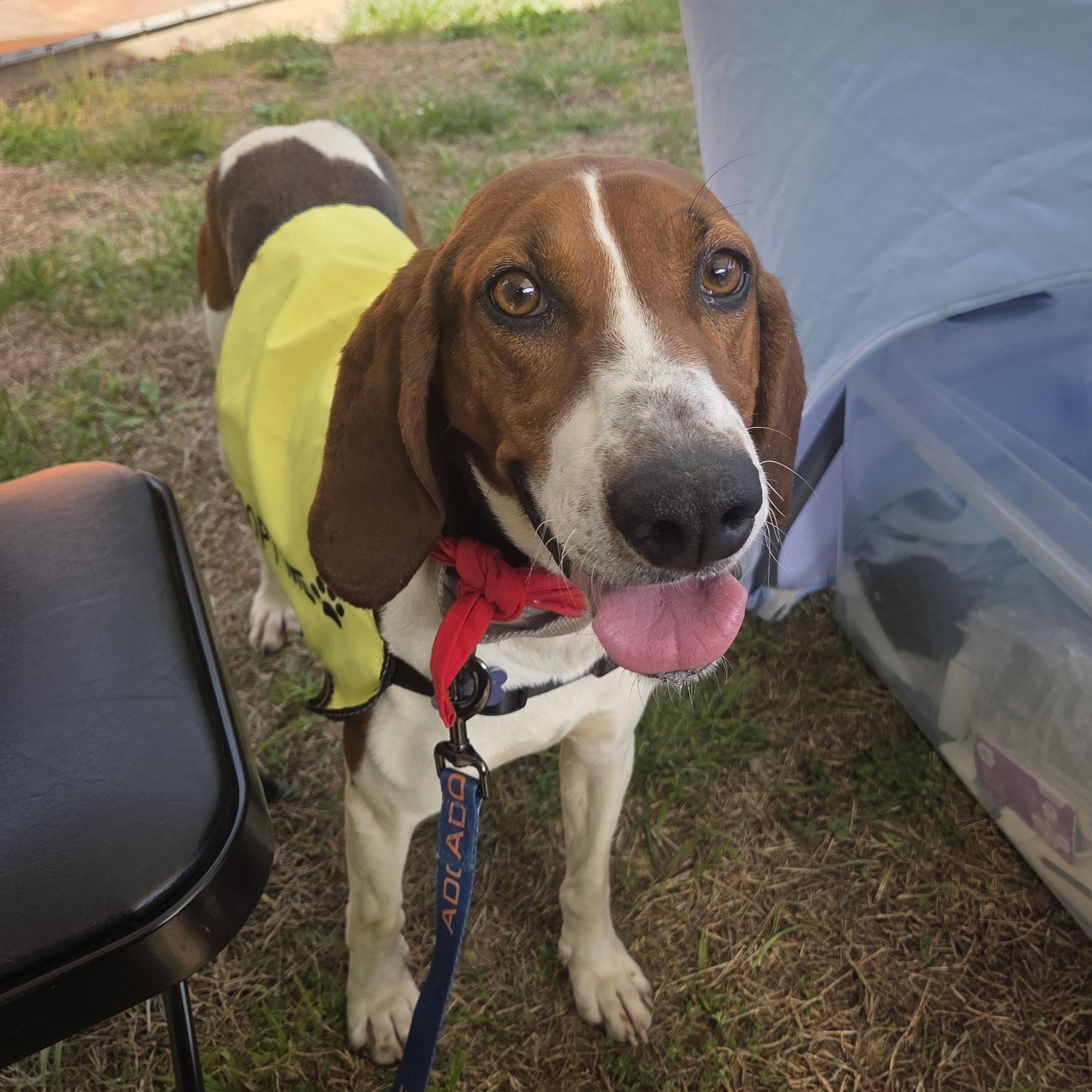 Gypsy, a ADOPTABLE mixed breed in Louisa, VA image 4/4