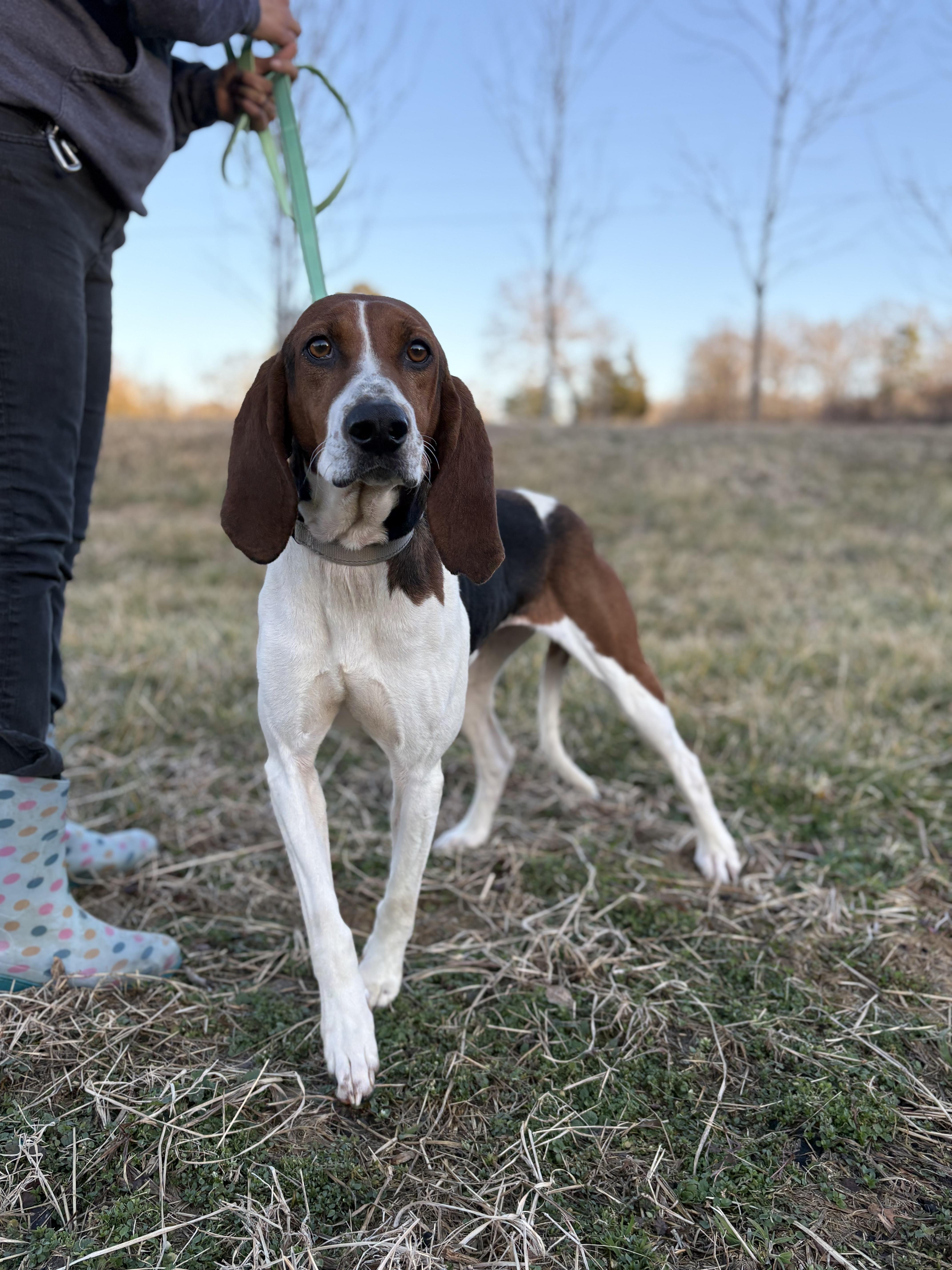 Gypsy, ADOPTABLE, Adult Female American Foxhound.