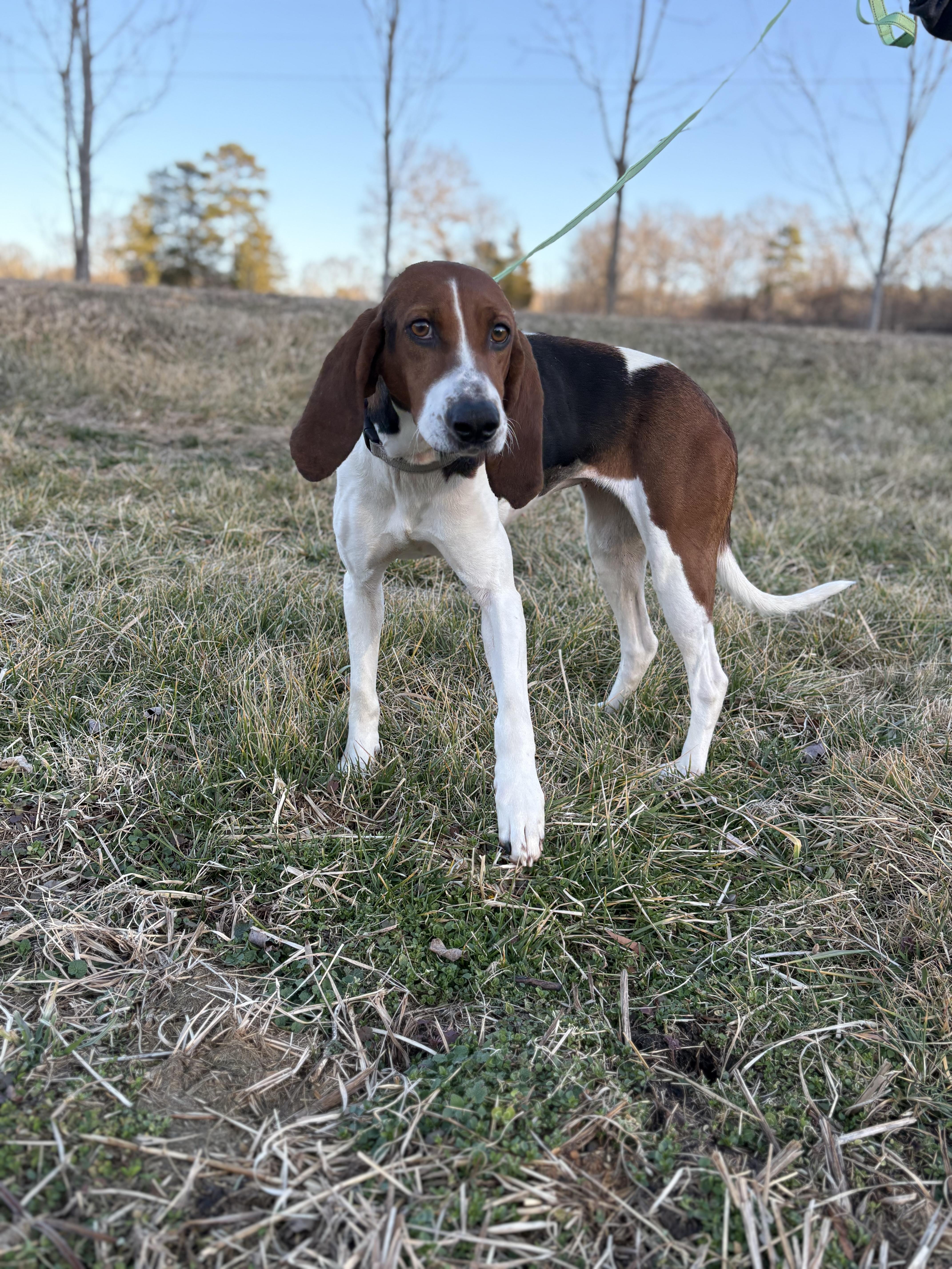 Enlarge Gypsy, a ADOPTABLE mixed breed in Louisa, VA image 2/5