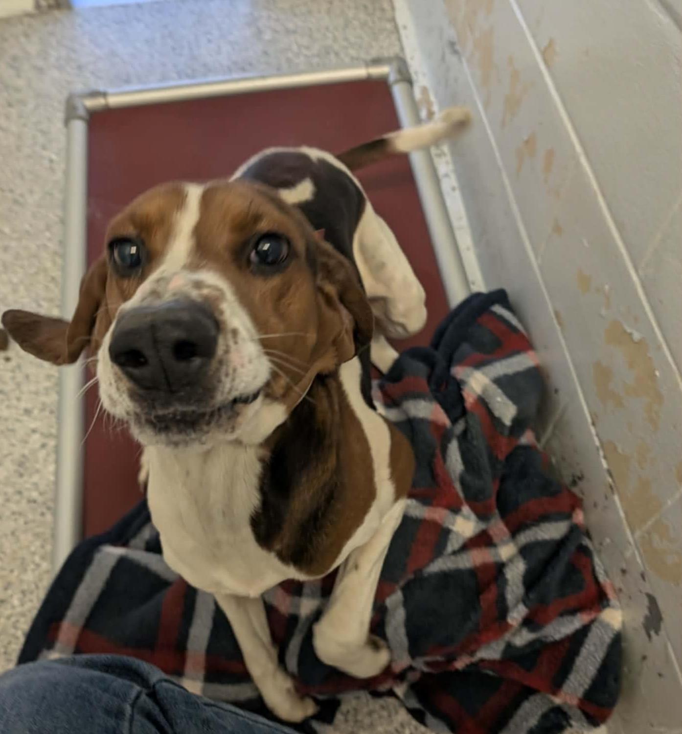 Enlarge Gypsy, a ADOPTABLE mixed breed in Louisa, VA image 4/5