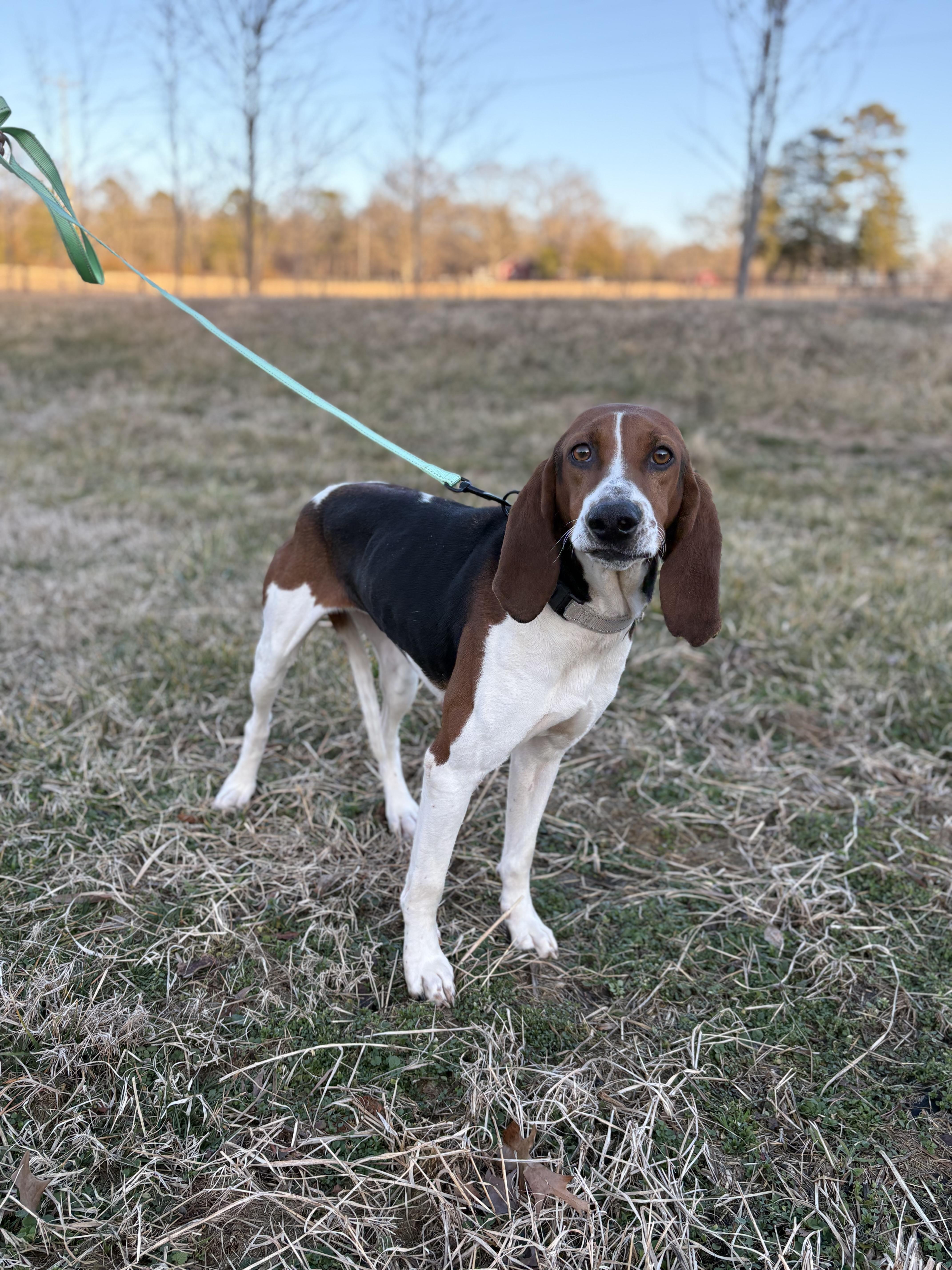 Enlarge Gypsy, a ADOPTABLE mixed breed in Louisa, VA image 5/5
