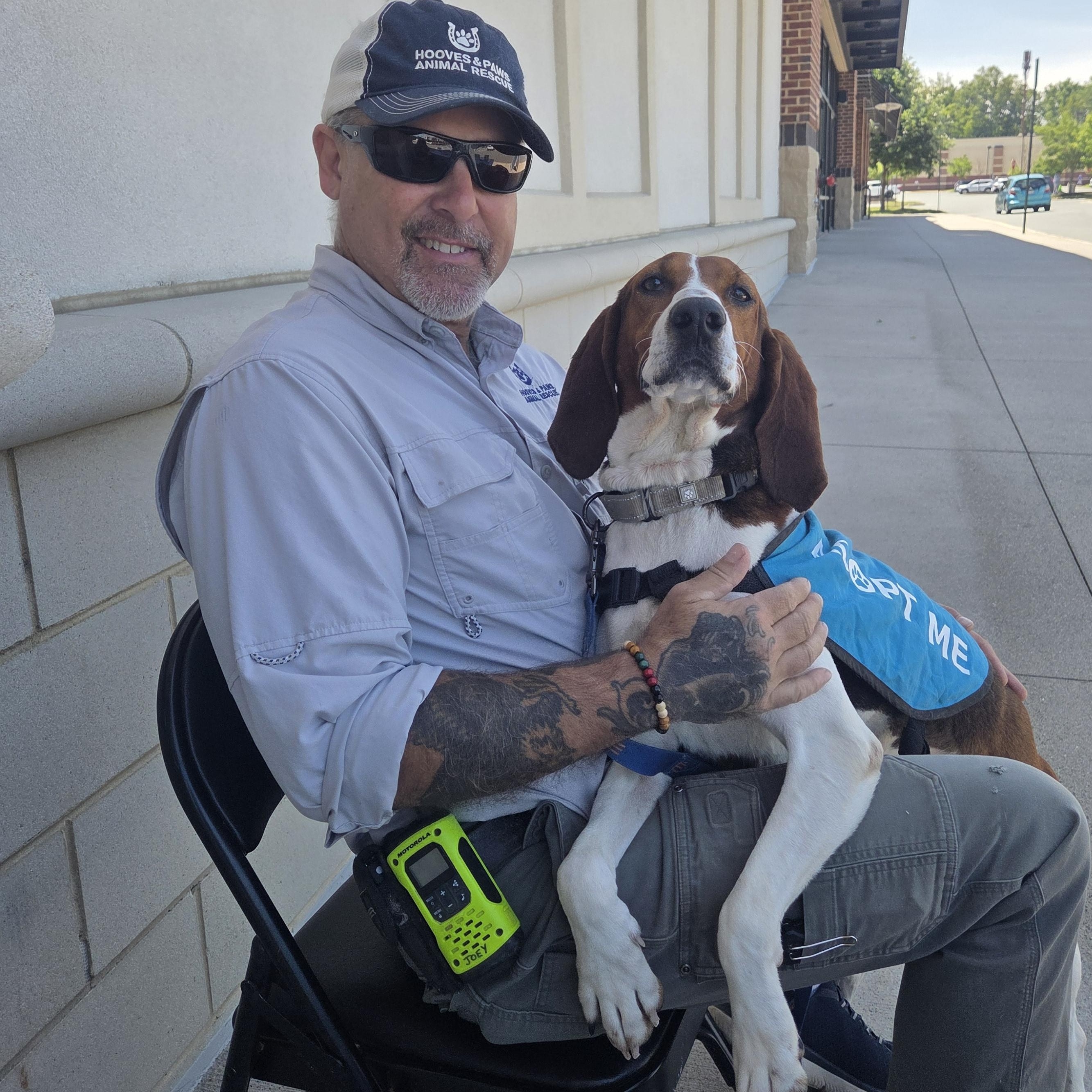 Gypsy, ADOPTABLE, Adult Female American Foxhound.