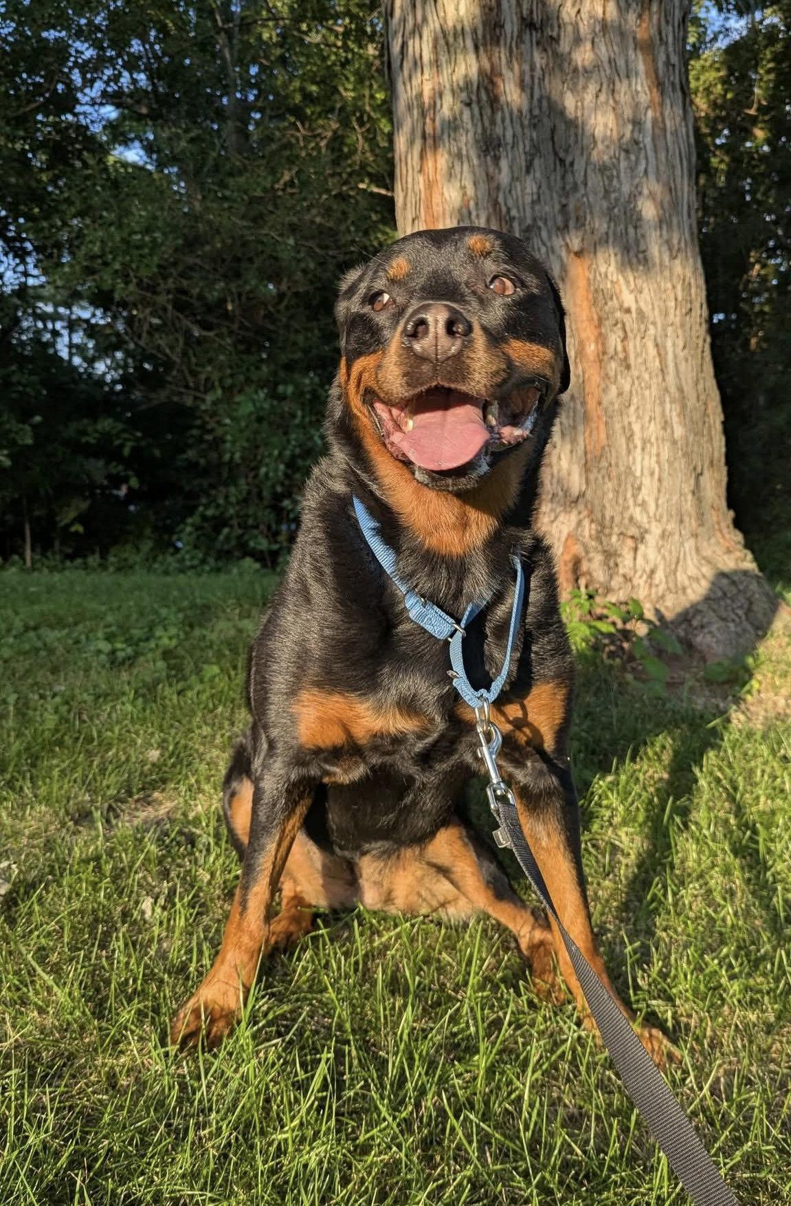 Ruby Roo, Adoptable, Adult Female Rottweiler.