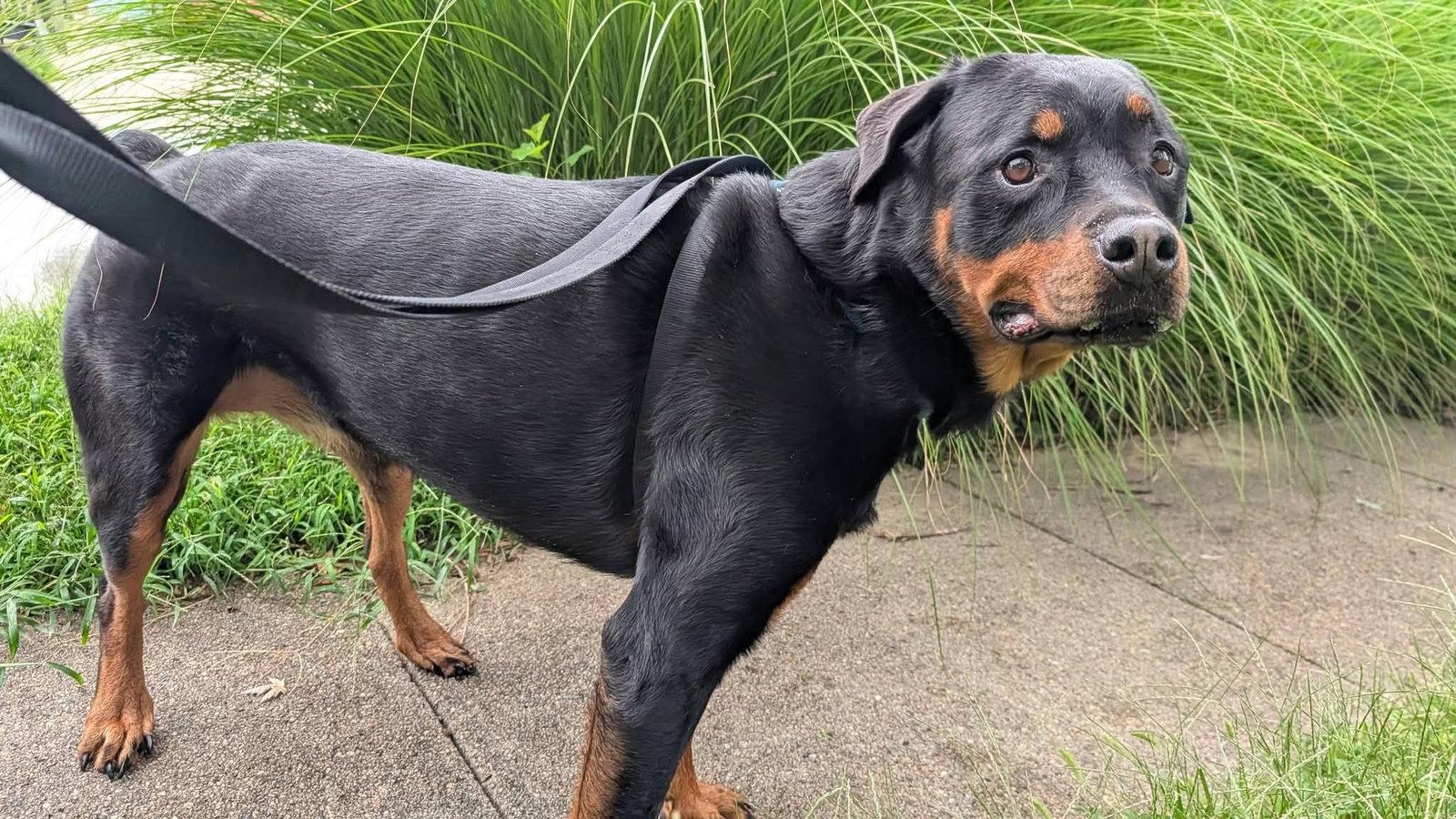 Enlarge Ruby Roo, a Adoptable Rottweiler in Omaha, NE image 3/3