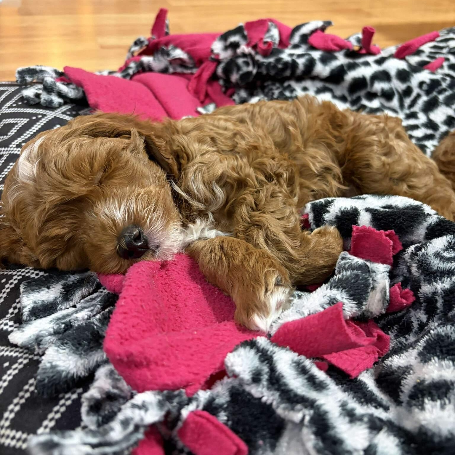 Enlarge Twix, an adopted mixed breed in hilton, NY image 2/6