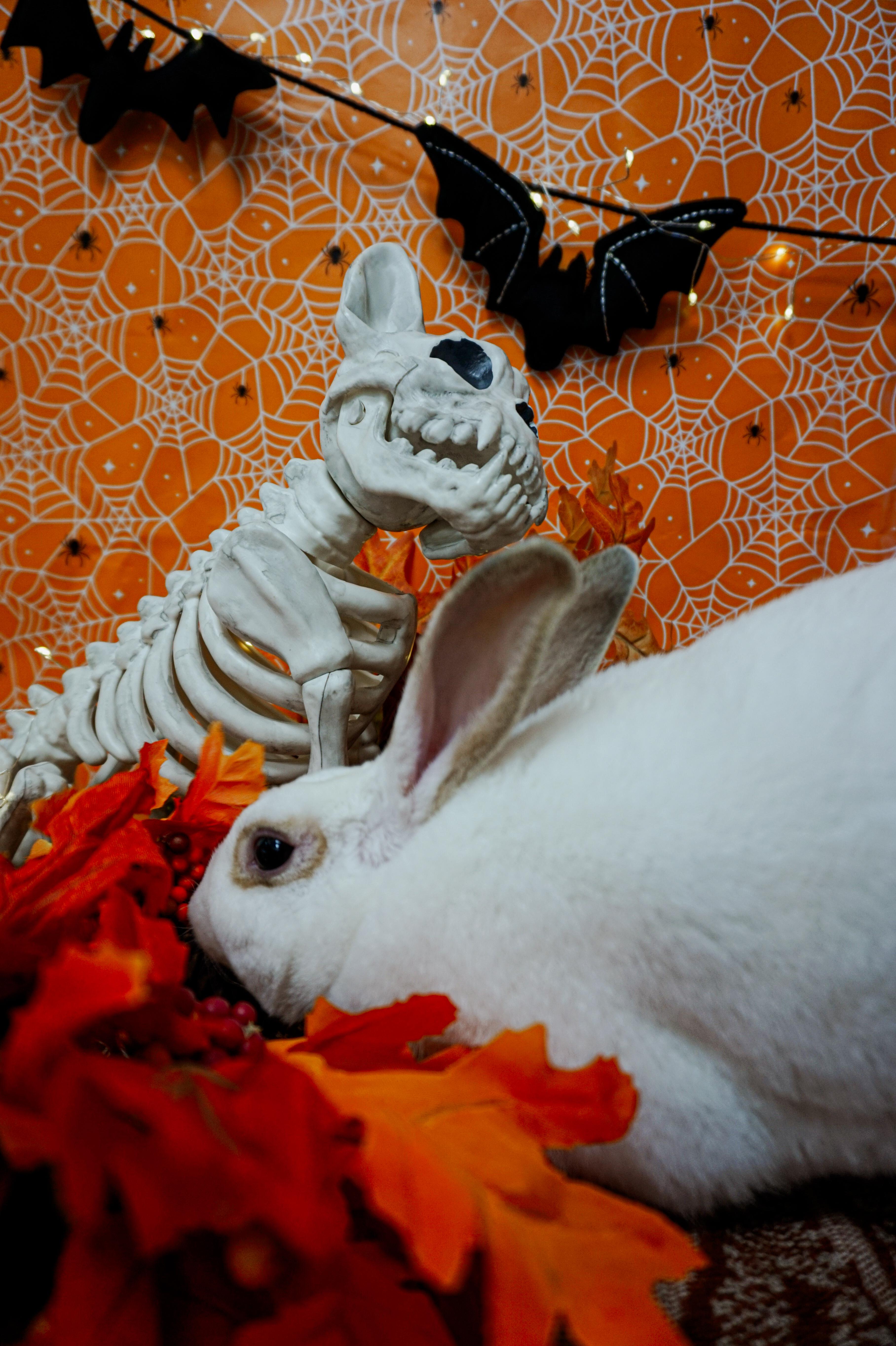 Enlarge Rex, a Adoptable Mini Rex in Long Beach, CA image 2/3