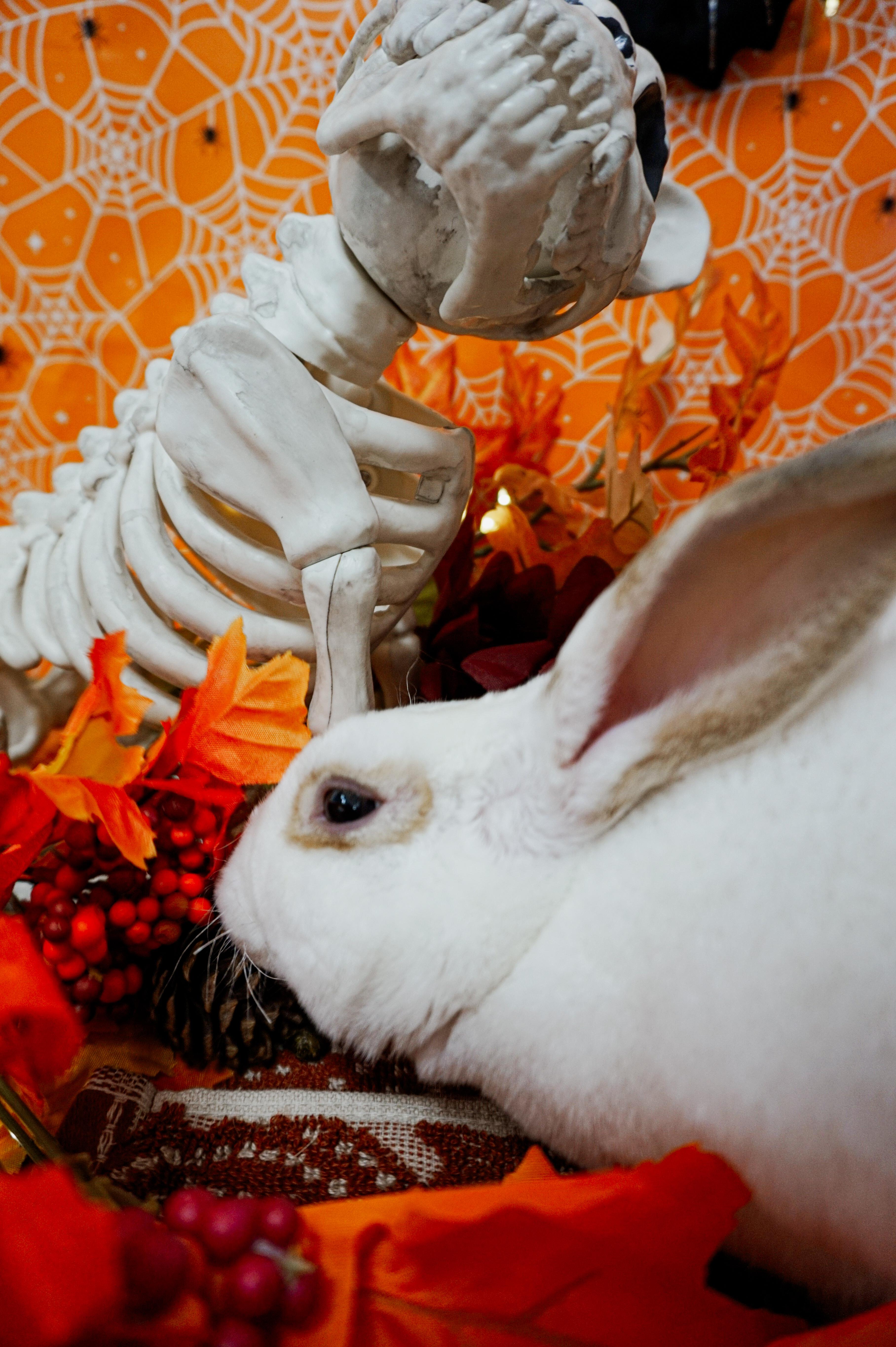 Enlarge Rex, a Adoptable Mini Rex in Long Beach, CA image 3/3