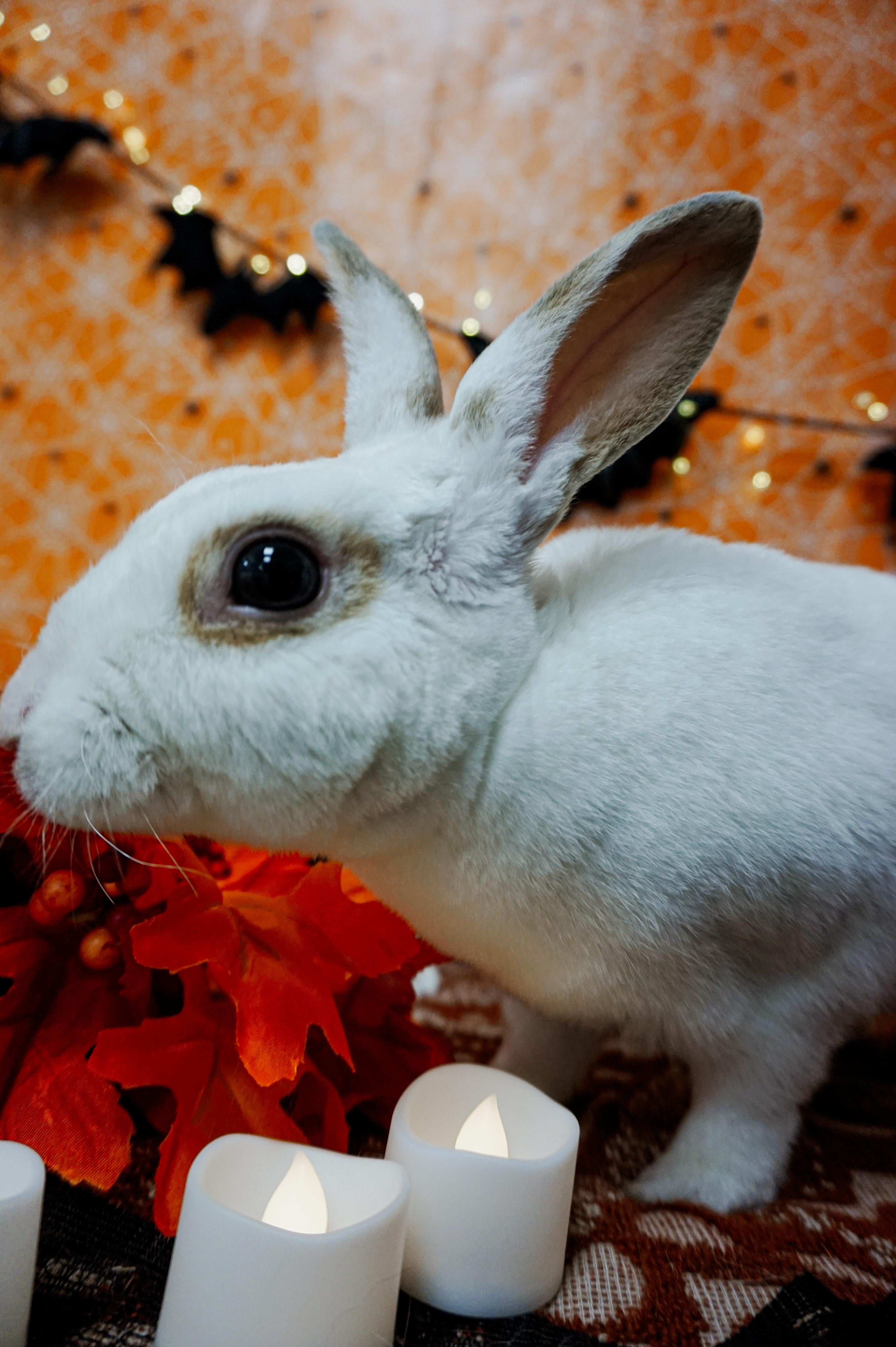 Rex, Adoptable, Young Male Mini Rex.