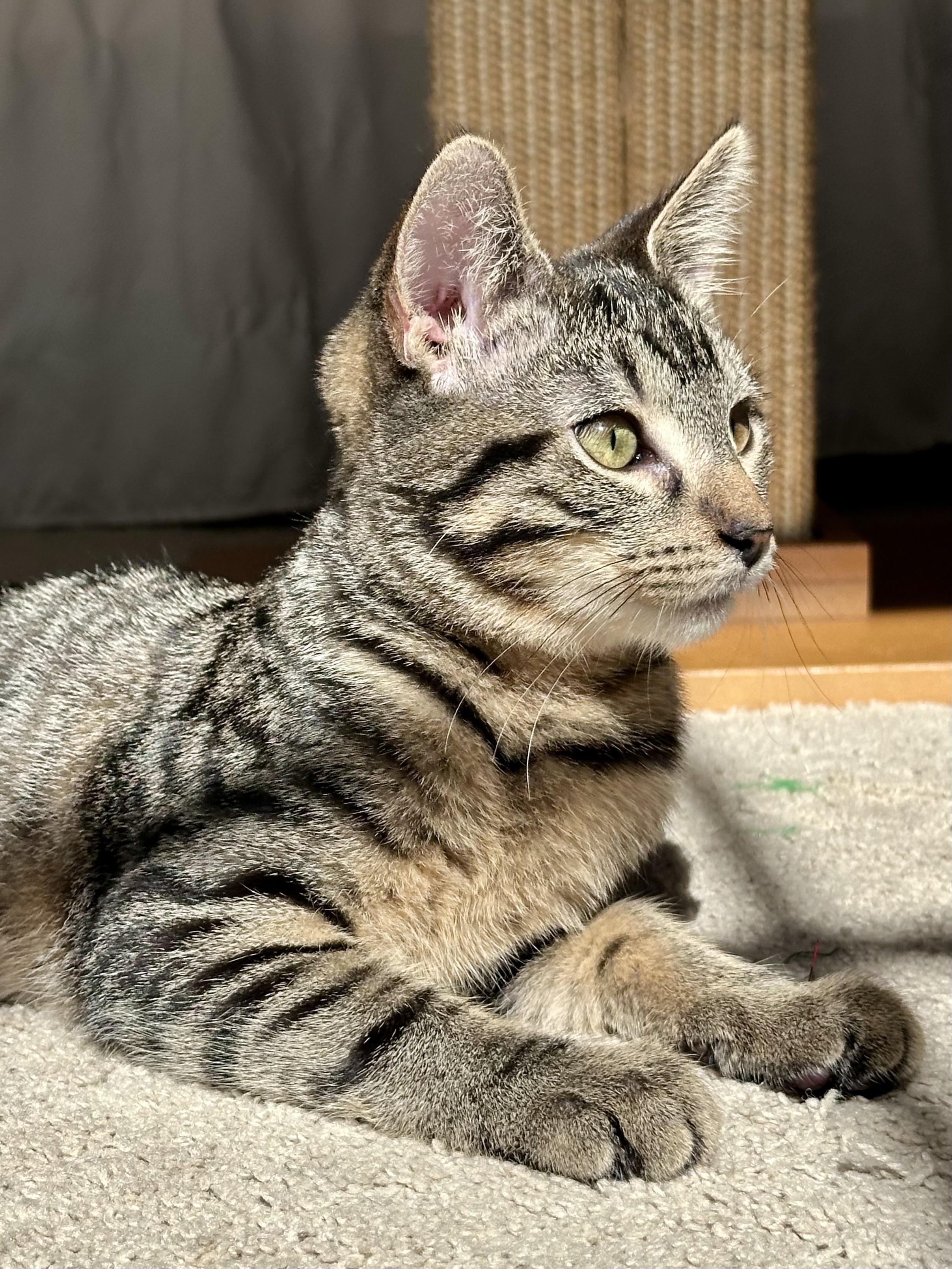 Duke Ellington, ADOPTABLE, Kitten Male Tabby.