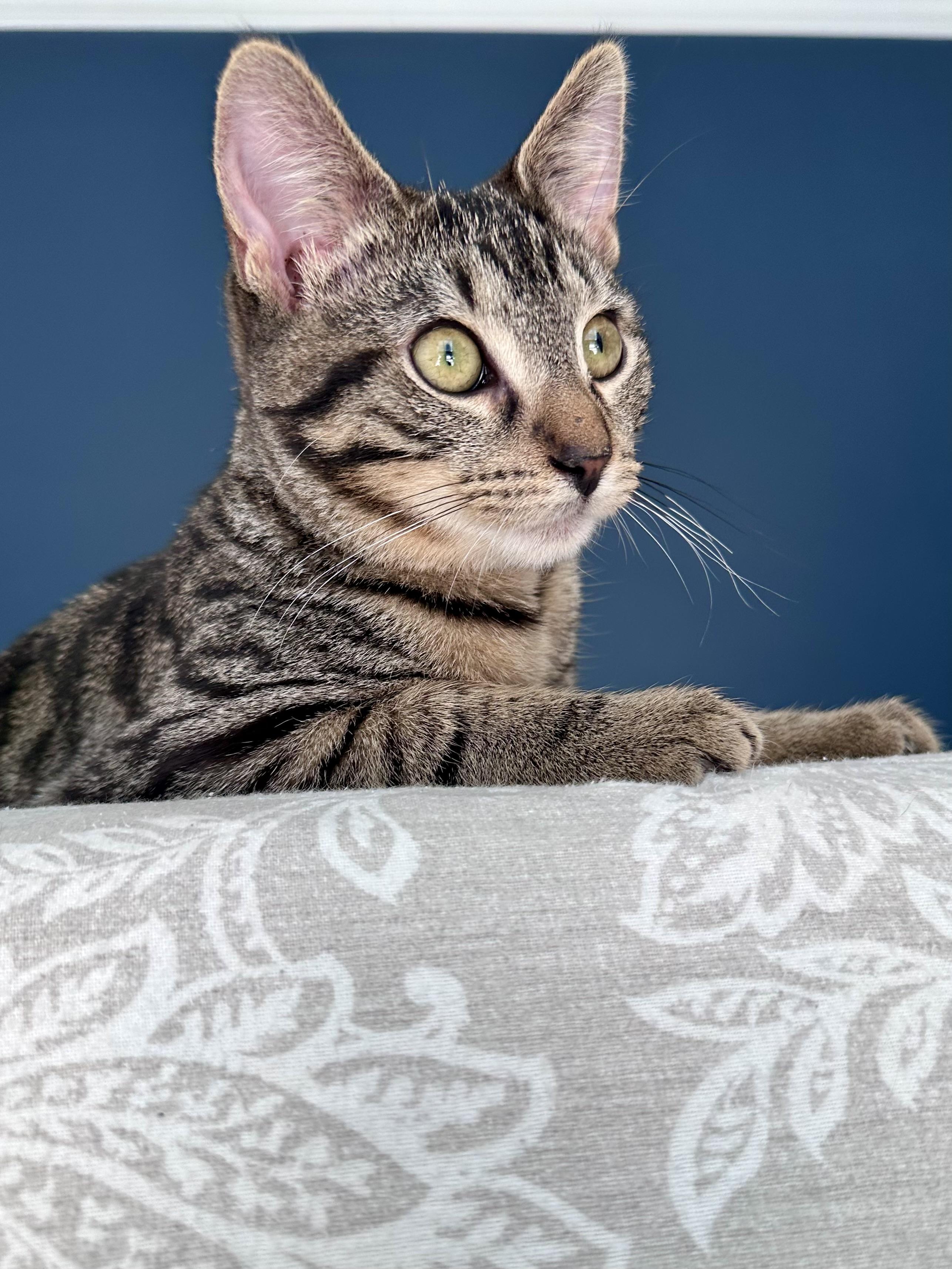 Enlarge Duke Ellington, a ADOPTABLE mixed breed in Waxhaw, NC image 3/6