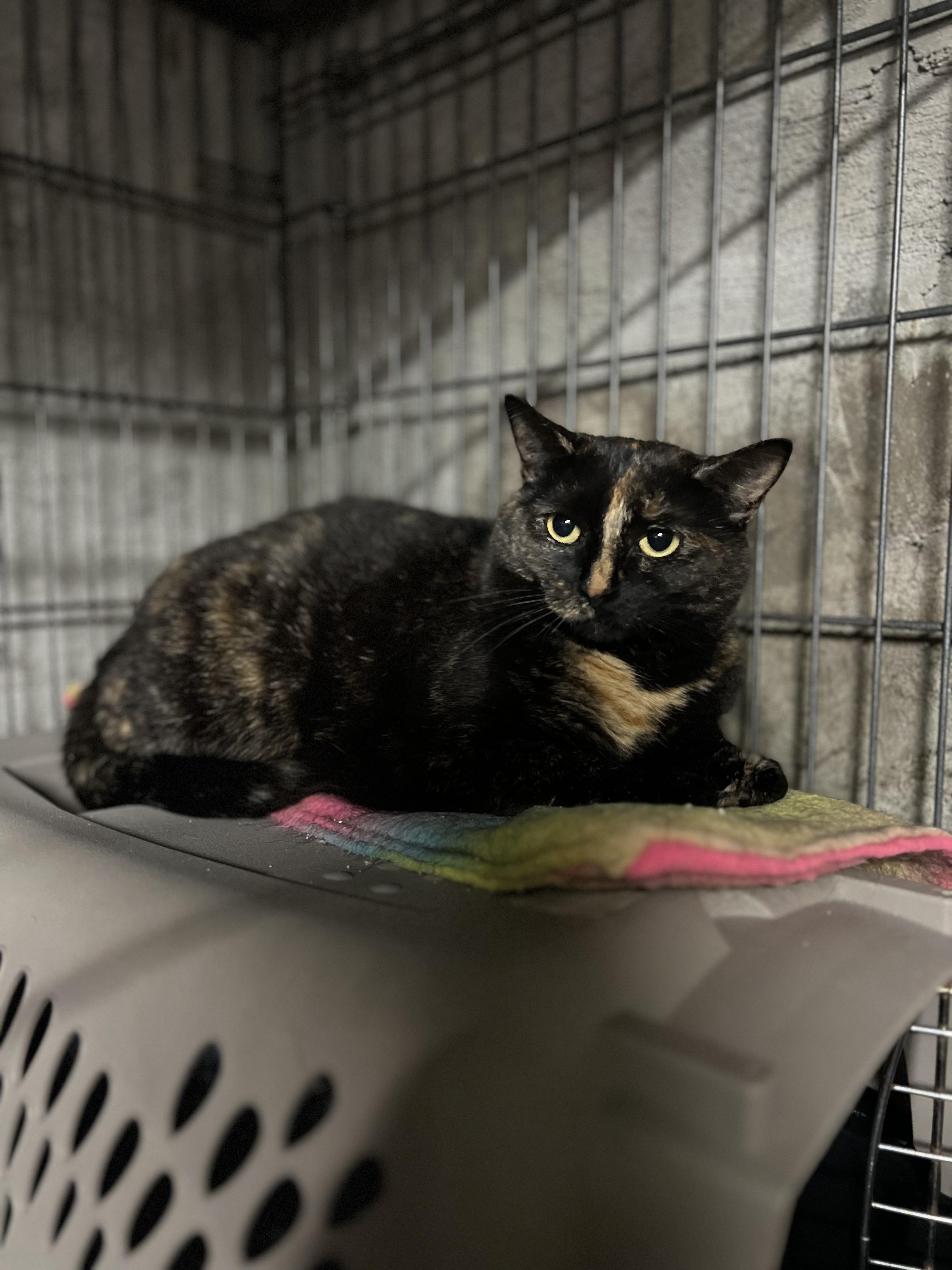 Alayna, Adoptable, Adult Female Domestic Short Hair.