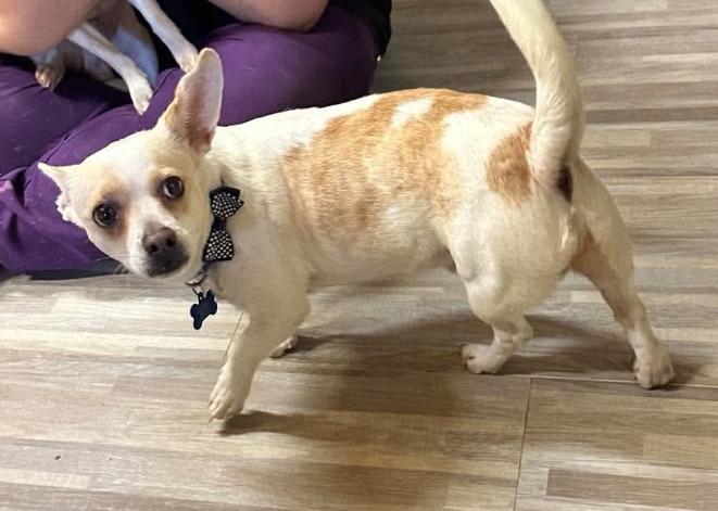 Enlarge Pickles in TX, a Adoptable Chihuahua in Cranston, RI image 1/3
