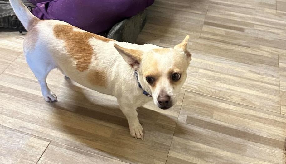 Enlarge Pickles in TX, a Adoptable Chihuahua in Cranston, RI image 2/3