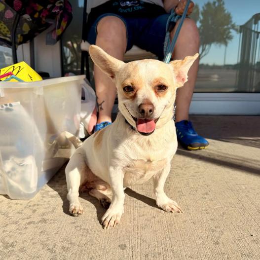 Enlarge Pickles in TX, a Adoptable Chihuahua in Cranston, RI image 3/3