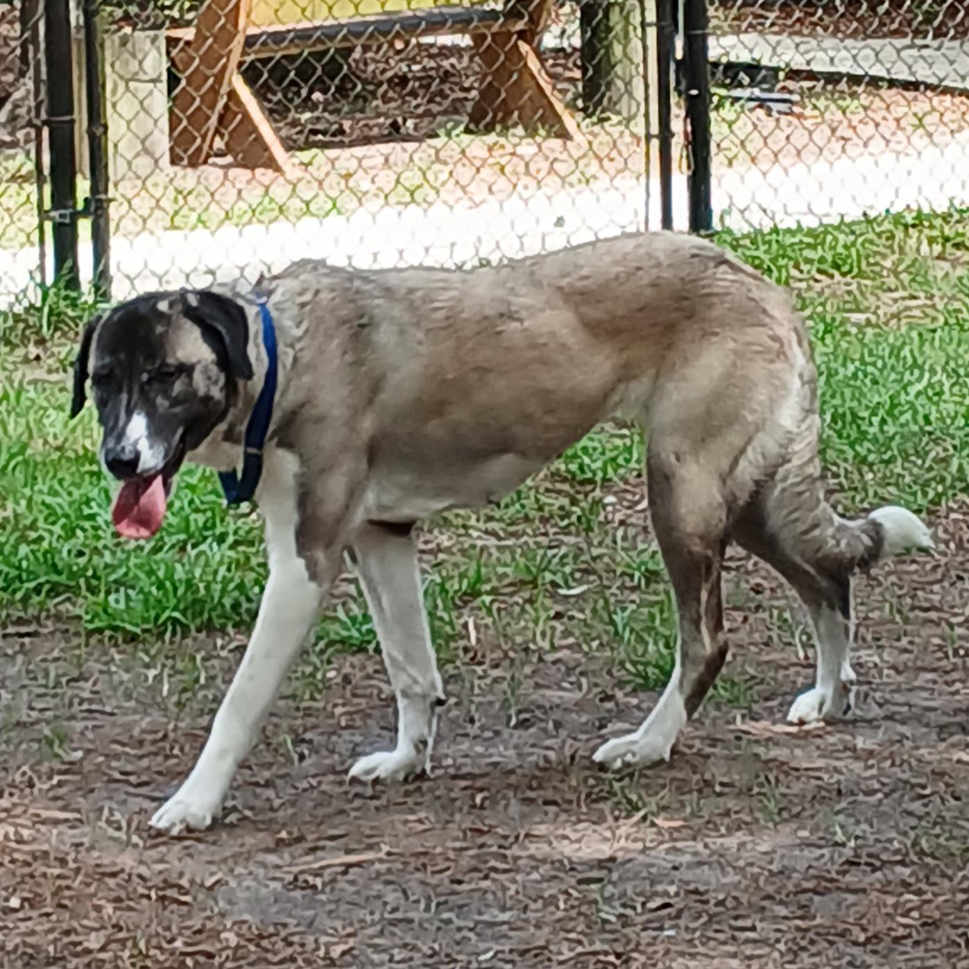 Gabby, Adult Female unknown