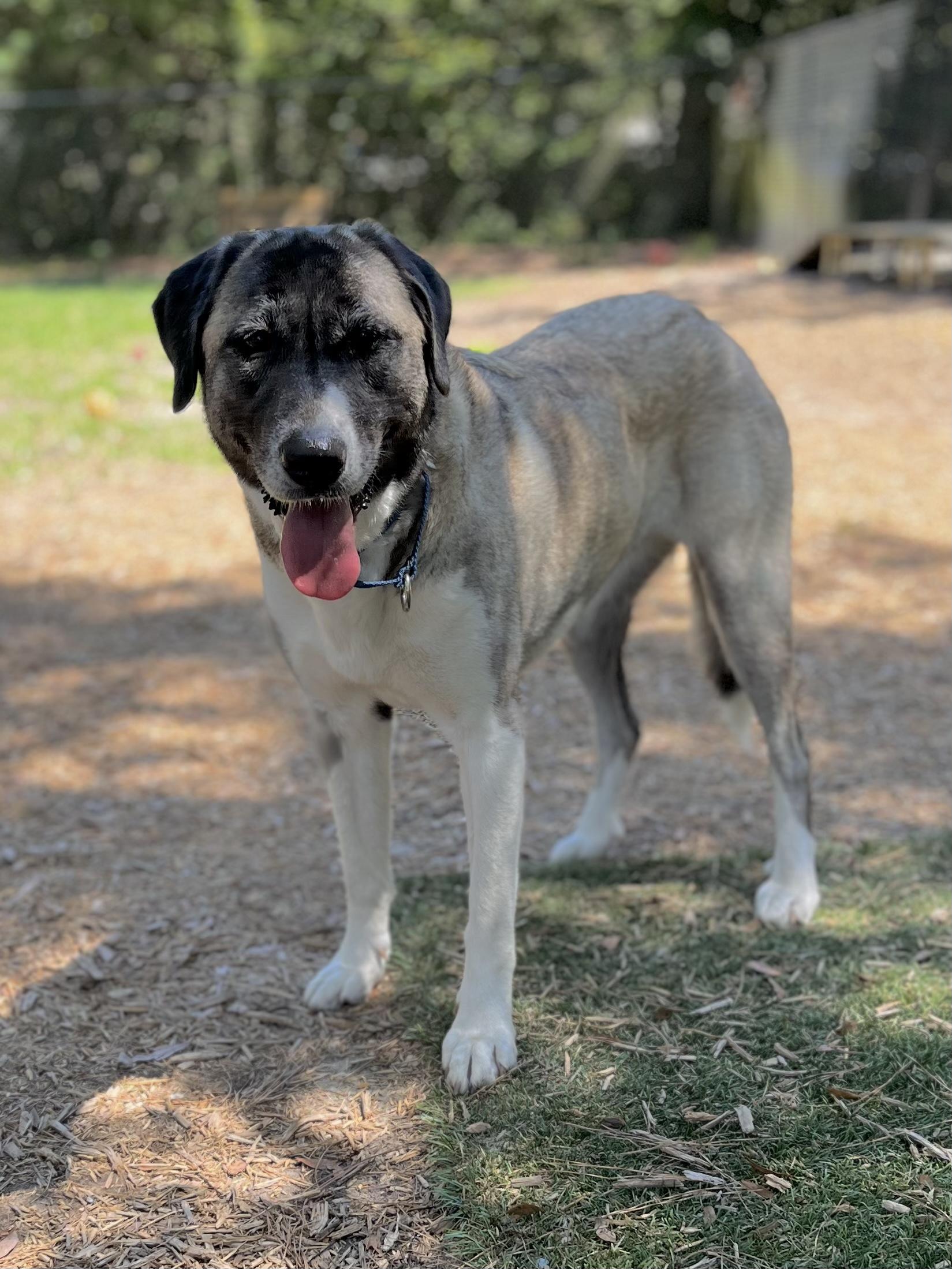 Enlarge Gabby, a Adoptable Anatolian Shepherd in Pawleys Island, SC image 1/3
