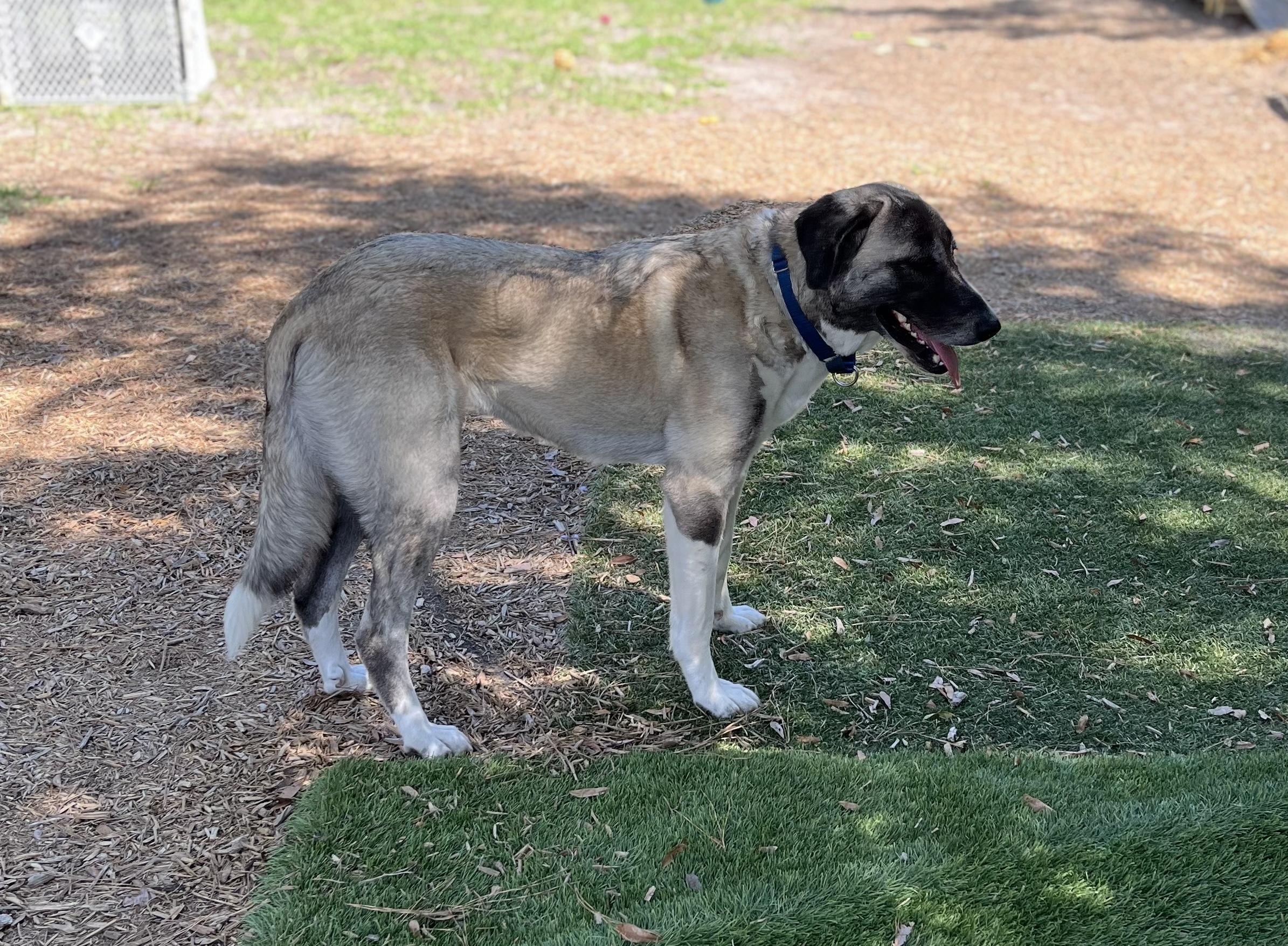 Enlarge Gabby, a Adoptable Anatolian Shepherd in Pawleys Island, SC image 2/3