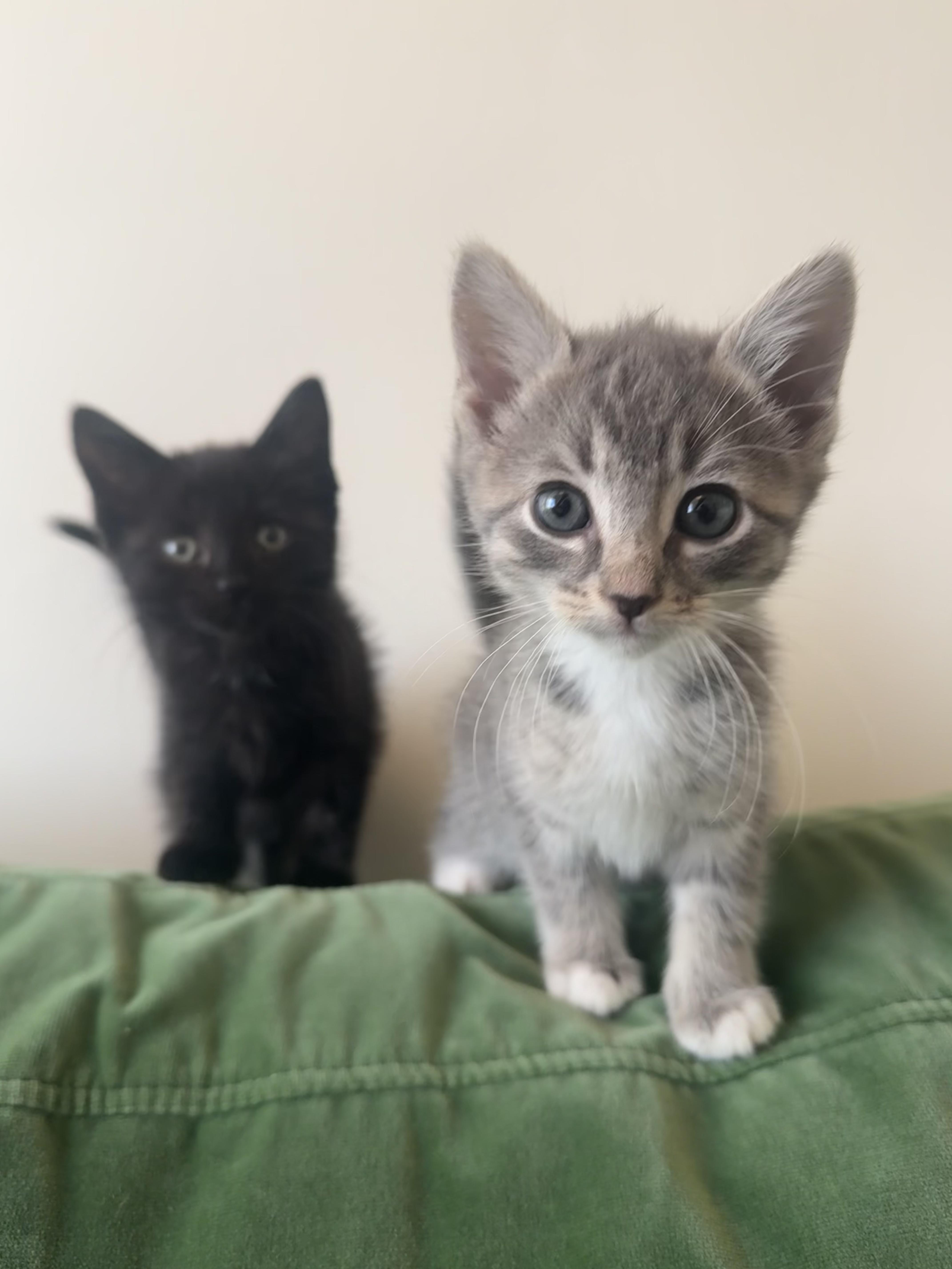 Enlarge Small Fry and Yam, a Adoptable Domestic Short Hair in Brooklyn, NY image 2/5