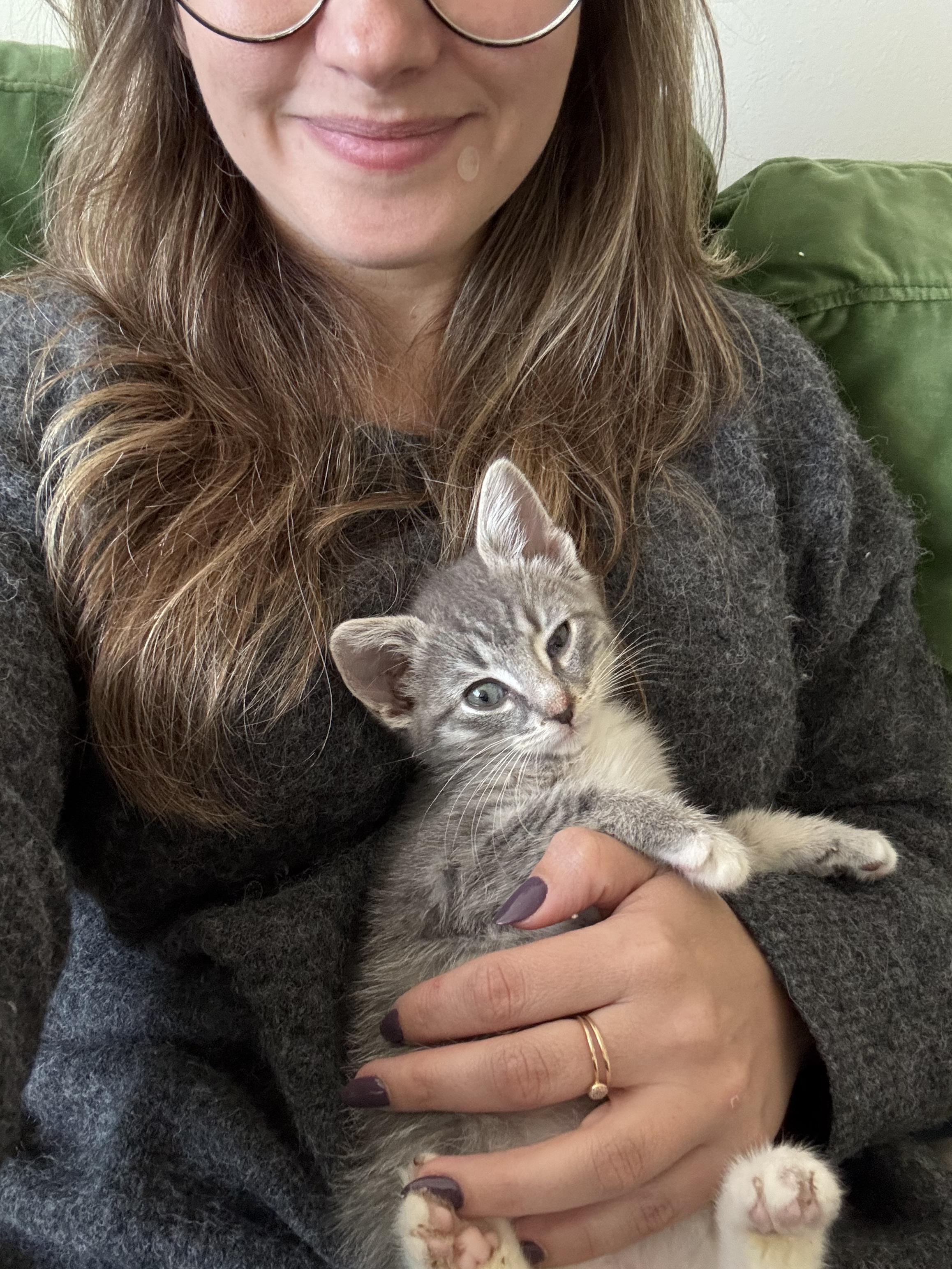 Enlarge Small Fry and Yam, a Adoptable Domestic Short Hair in Brooklyn, NY image 4/5