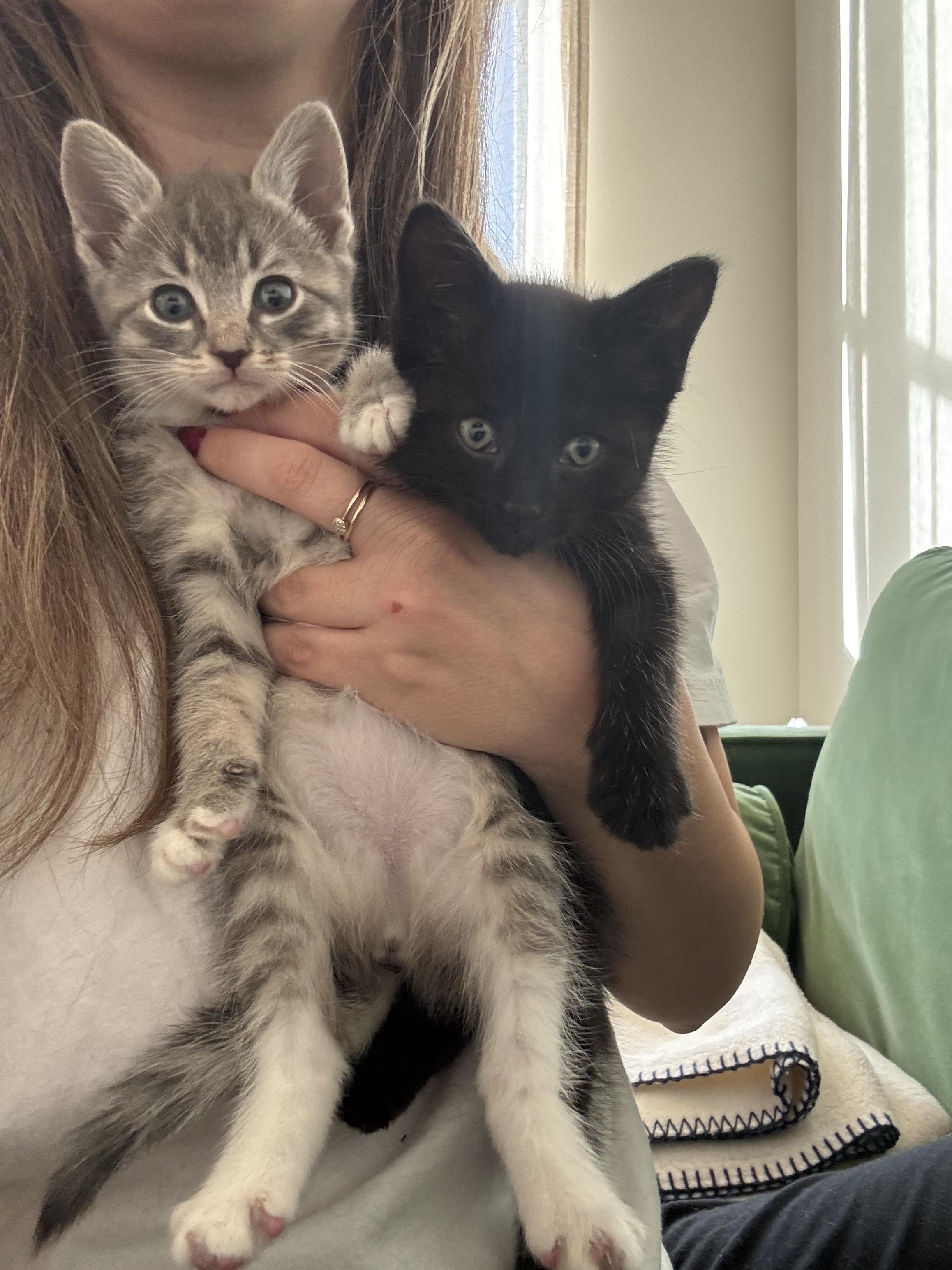 Small Fry and Yam, Adoptable, Kitten Female Domestic Short Hair.