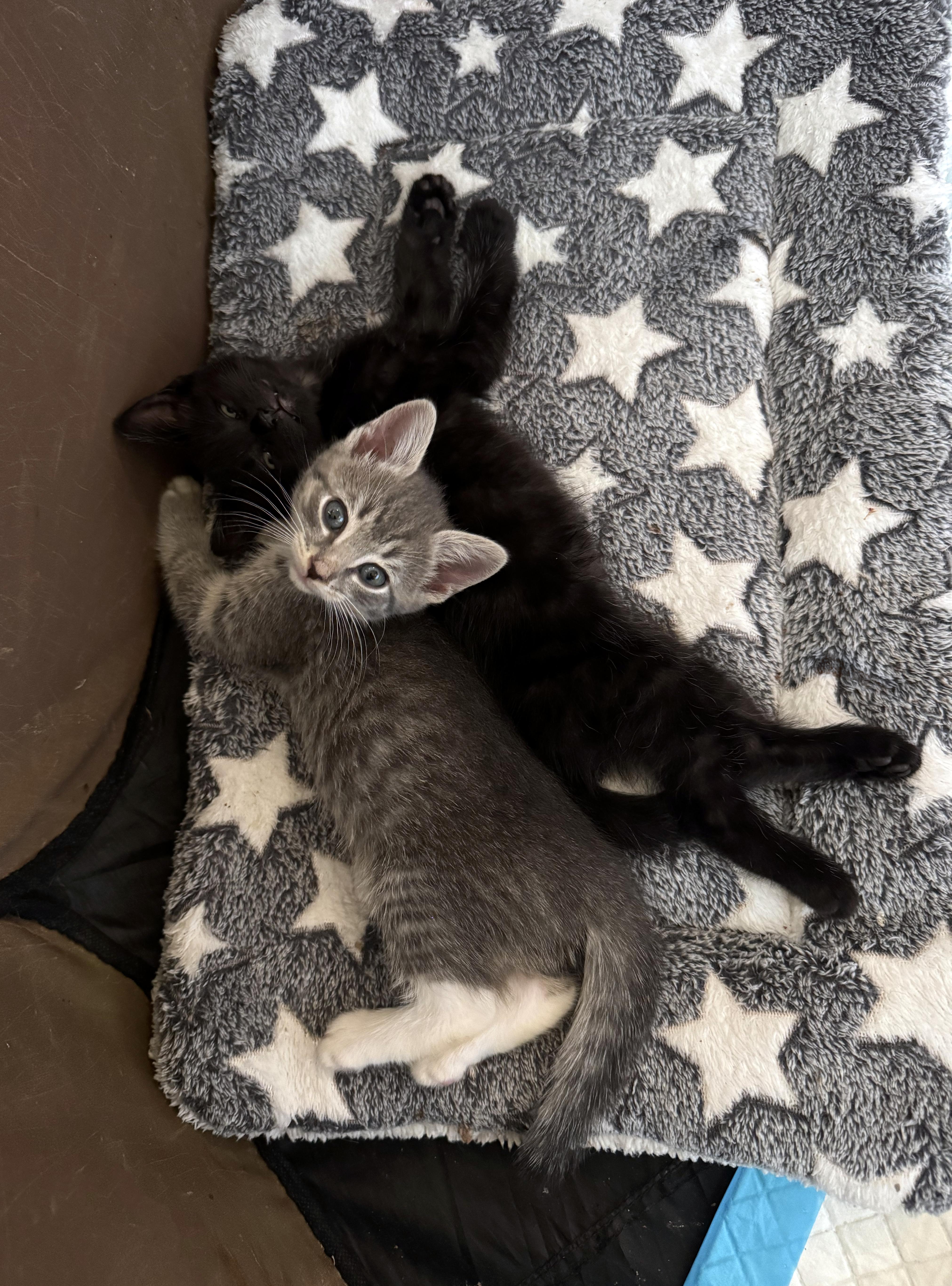 Enlarge Small Fry and Yam, a Adoptable Domestic Short Hair in Brooklyn, NY image 3/5