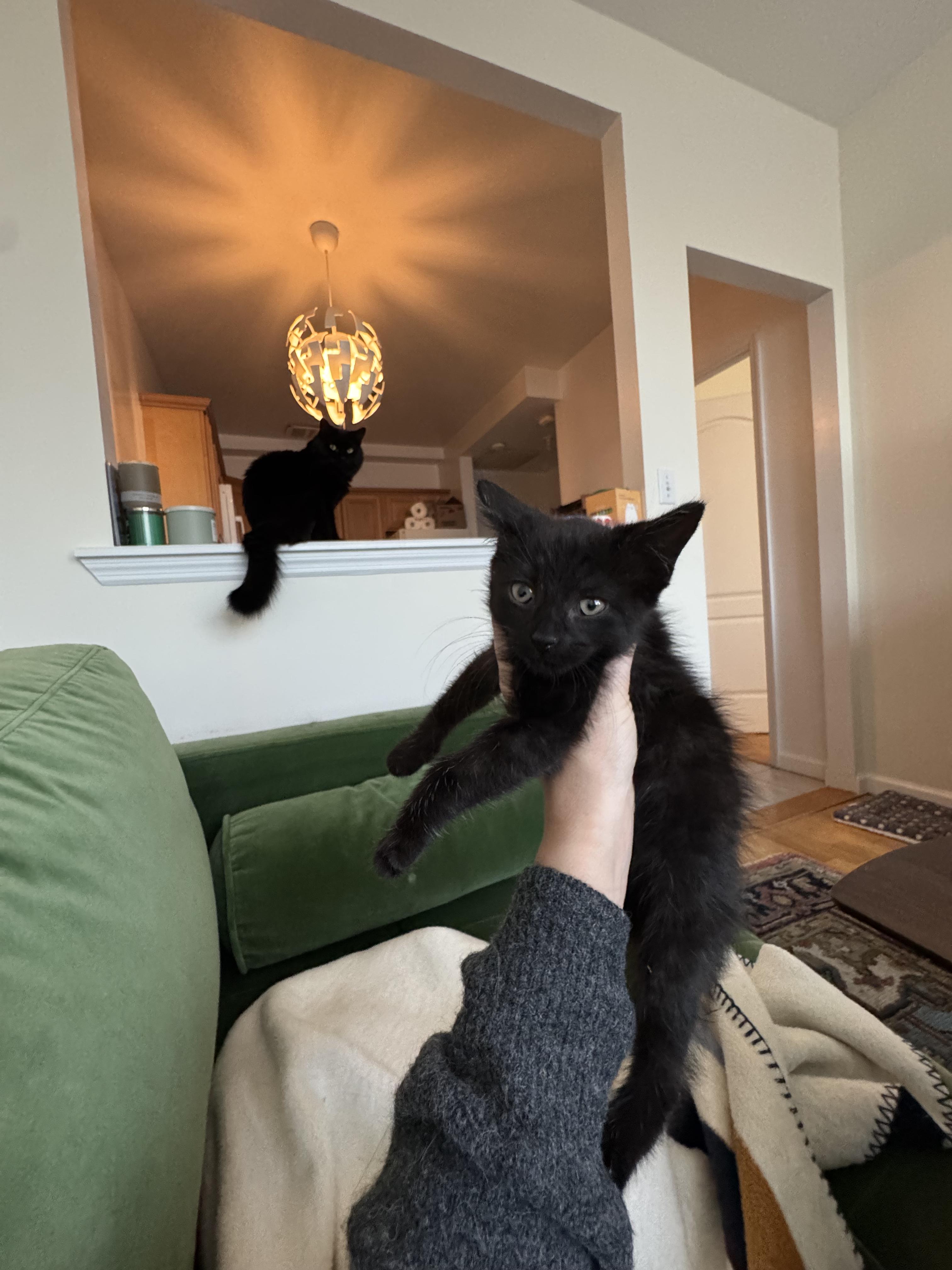 Enlarge Small Fry and Yam, a Adoptable Domestic Short Hair in Brooklyn, NY image 5/5