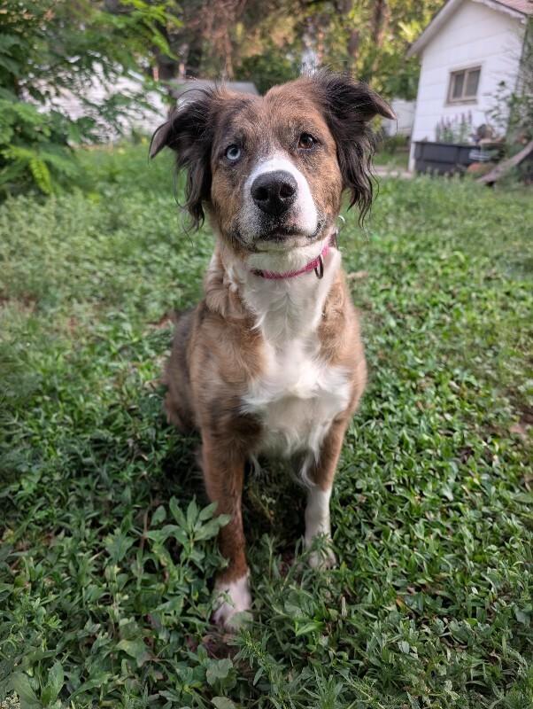 Dulcie, Adoptable, Adult Female Australian Shepherd & Mixed Breed.