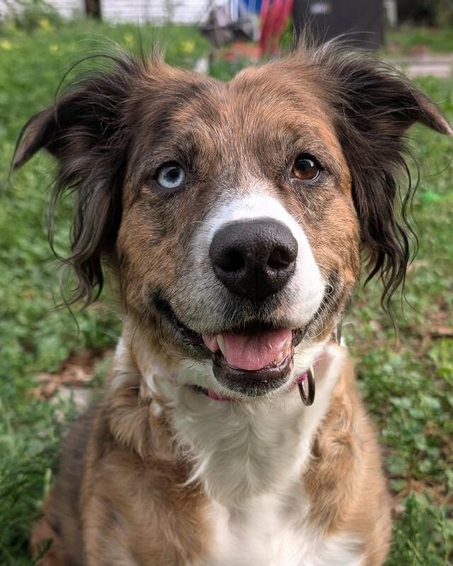 Dulcie, a Adoptable mixed breed in Fort Collins, CO image 2/6