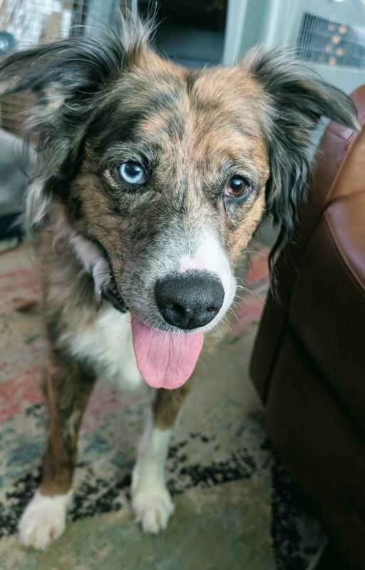 Dulcie, a Adoptable mixed breed in Fort Collins, CO image 3/6