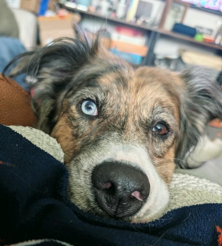 Dulcie, a Adoptable mixed breed in Fort Collins, CO image 4/6