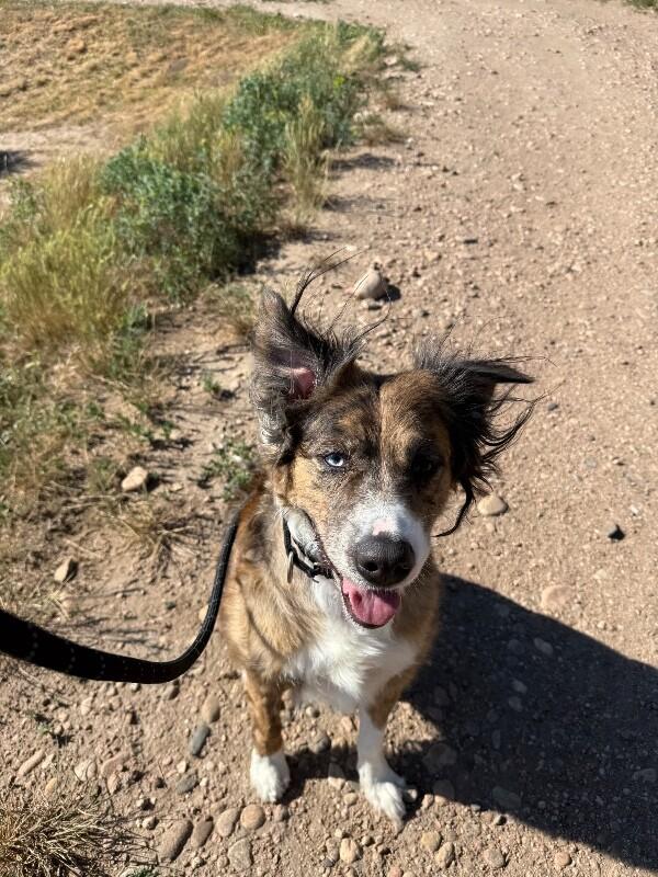 Dulcie, a Adoptable mixed breed in Fort Collins, CO image 5/6