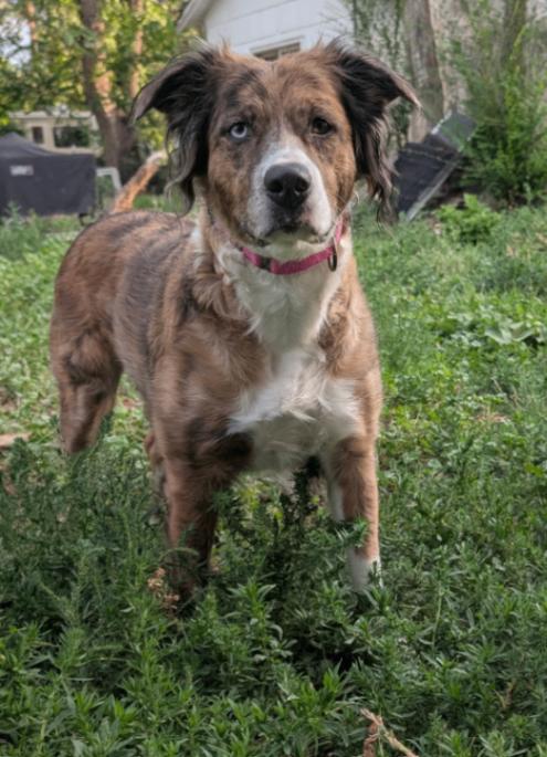Dulcie, a Adoptable mixed breed in Fort Collins, CO image 6/6