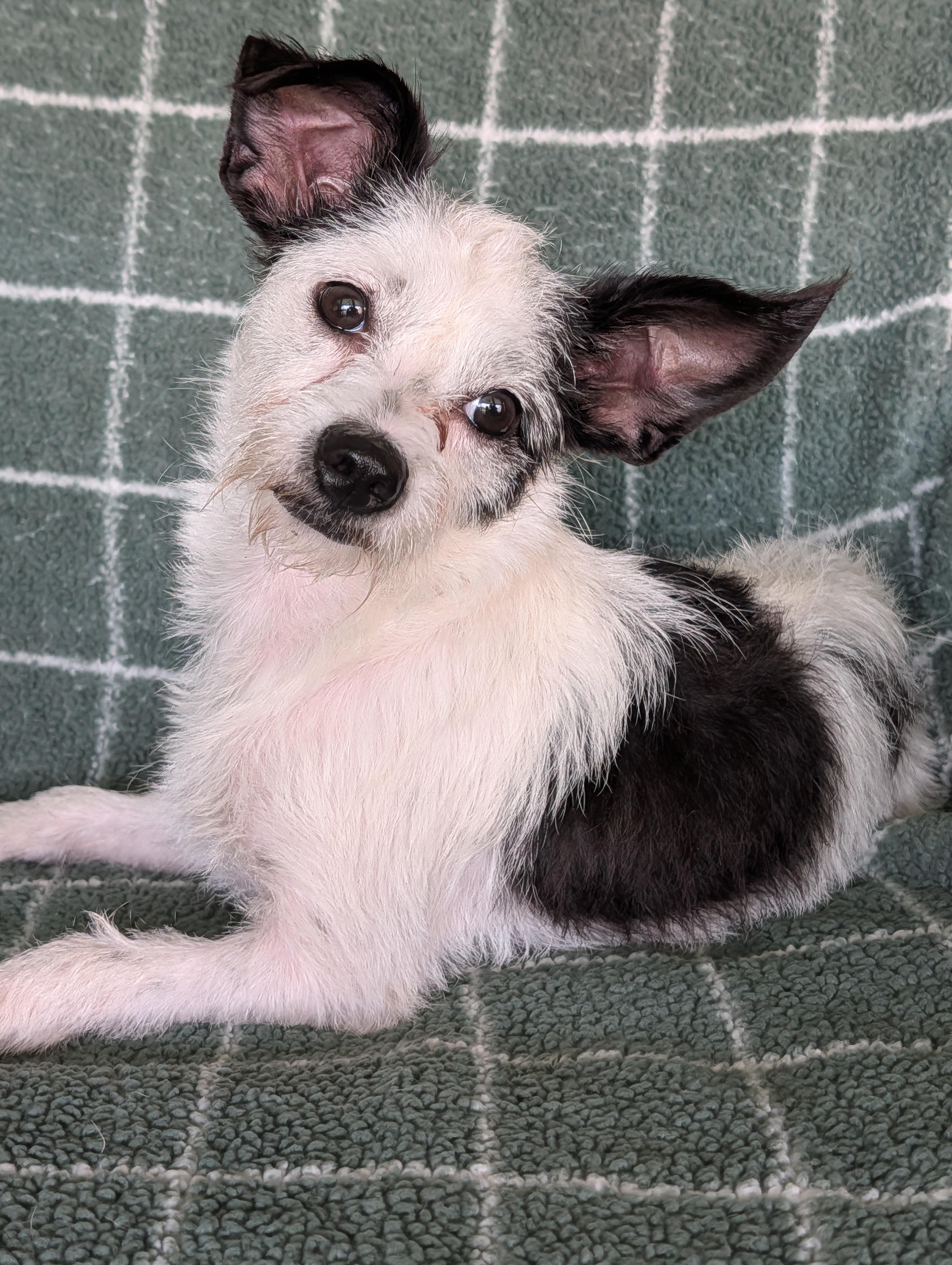 Holly, Adoptable, Adult Female Wirehaired Terrier.