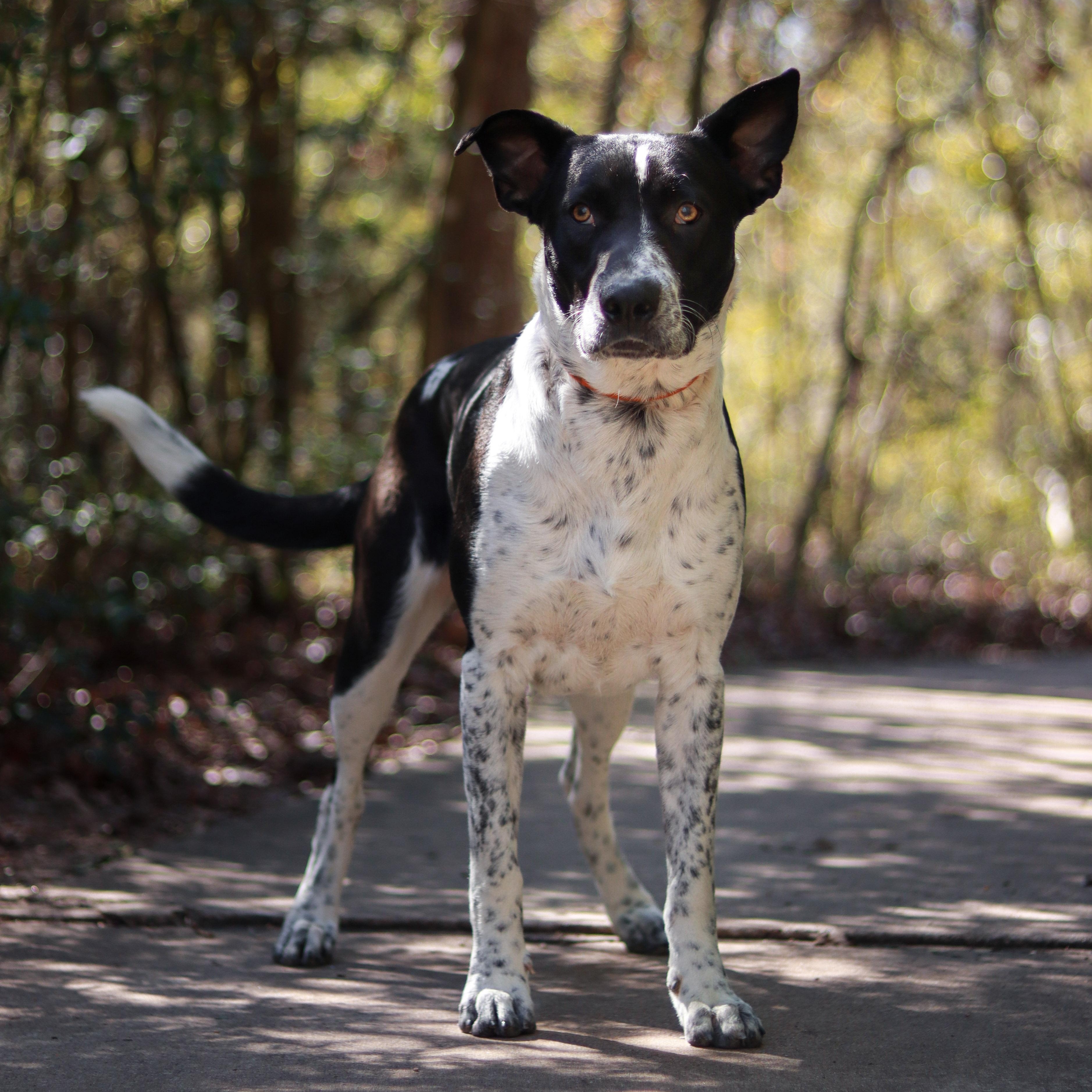 Sir, an adopted mixed breed in Bryan, TX image 2/4