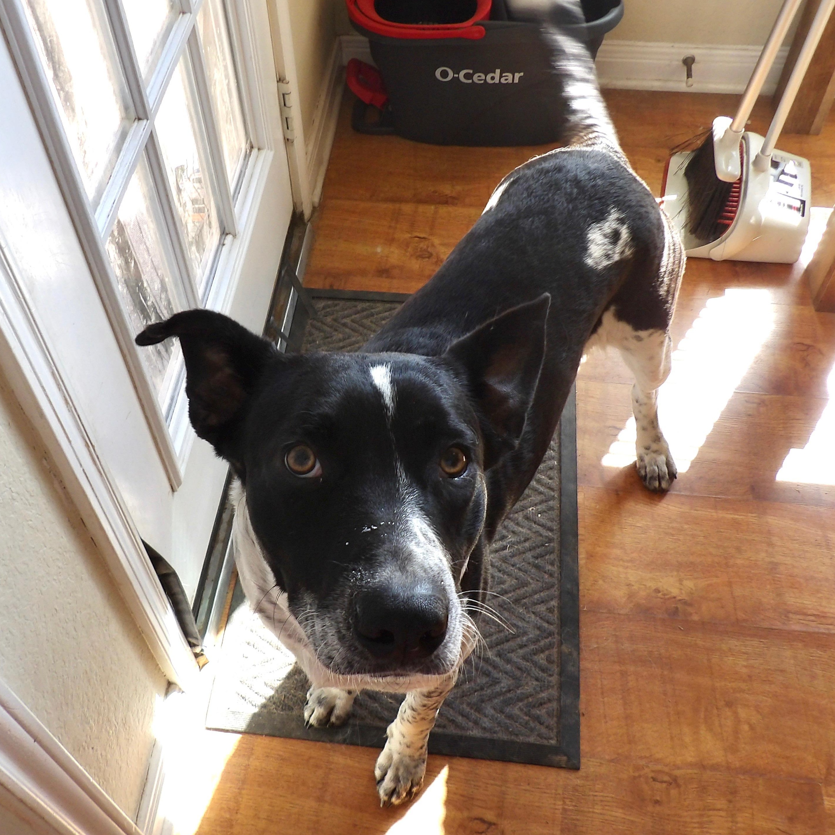 Sir, an adopted mixed breed in Bryan, TX image 4/4