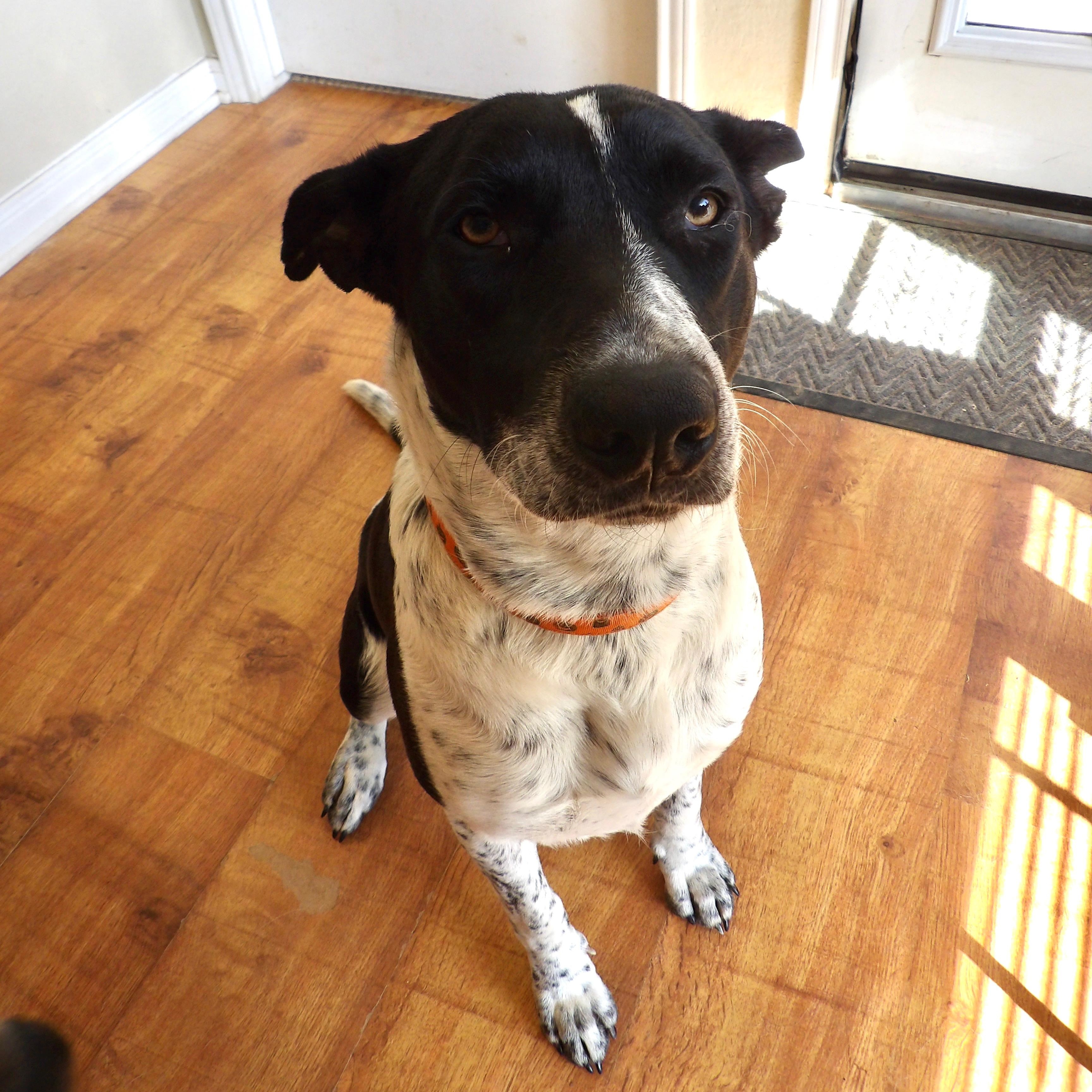 Sir, an adopted mixed breed in Bryan, TX image 3/4