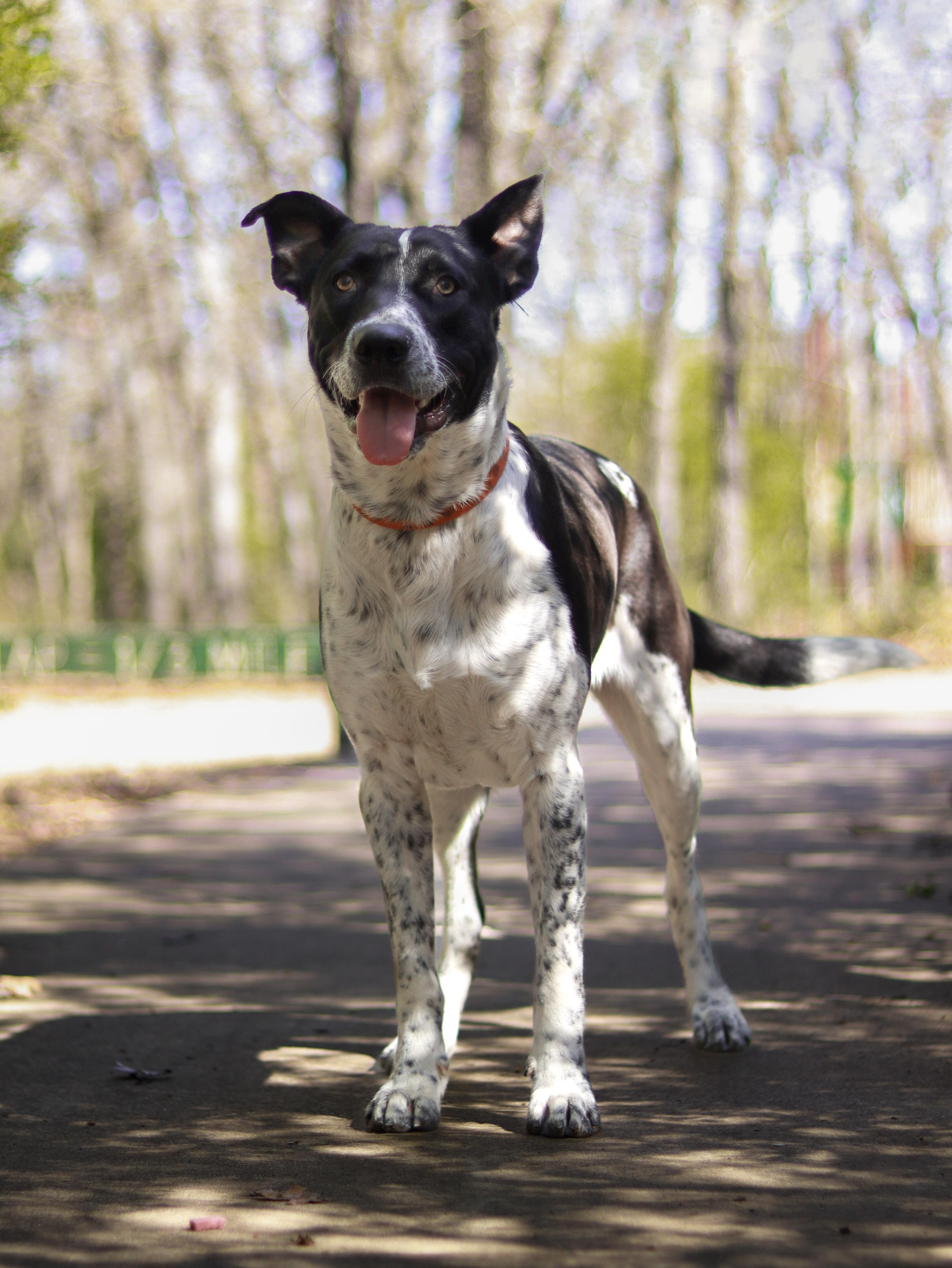 Sir, an adopted mixed breed in Bryan, TX image 1/4