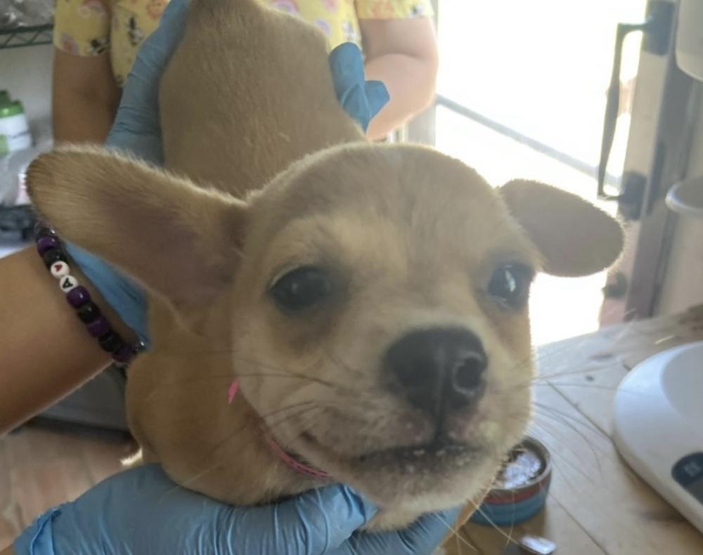 Nomi, Adoptable, Puppy Female Chihuahua & Boston Terrier.