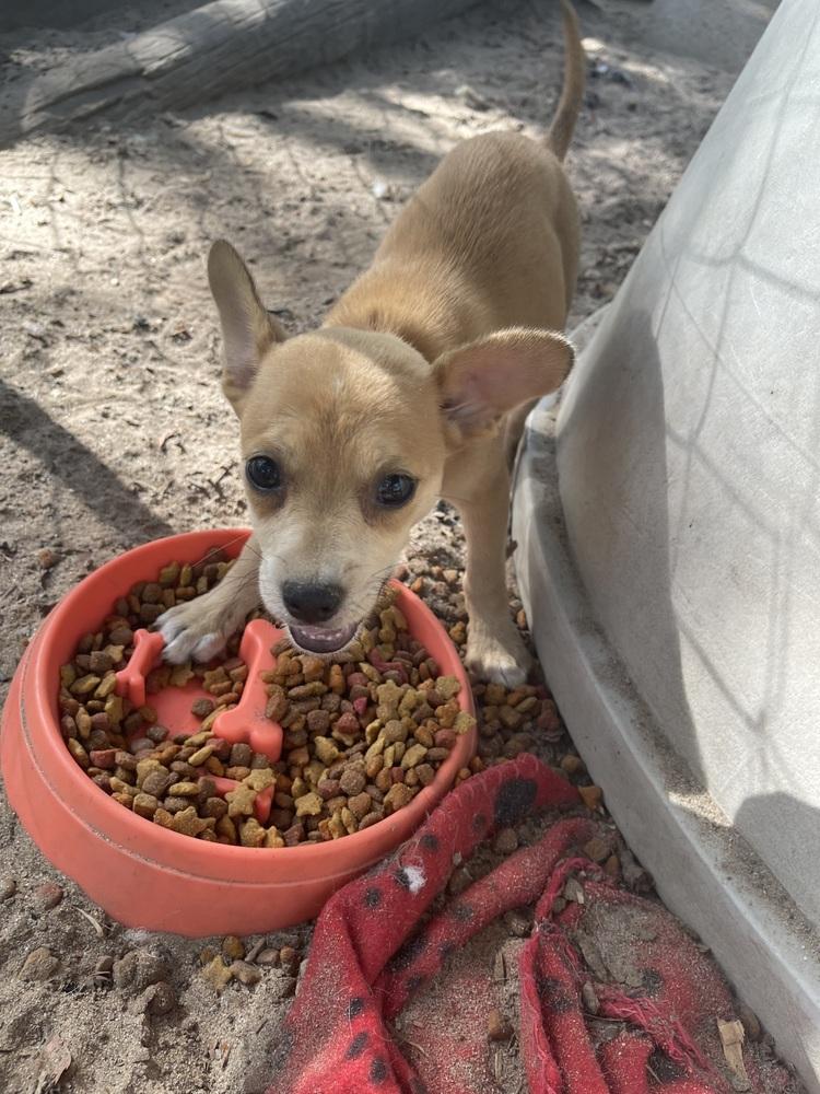 Enlarge Nomi, a Adoptable mixed breed in Seguin, TX image 2/5