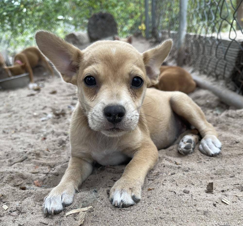 Enlarge Nomi, a Adoptable mixed breed in Seguin, TX image 3/5