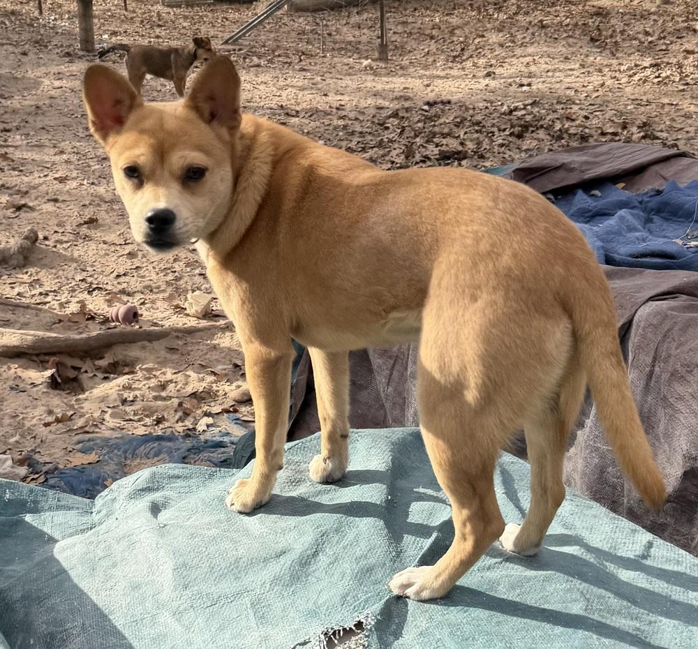 Enlarge Nomi, a Adoptable mixed breed in Seguin, TX image 4/5