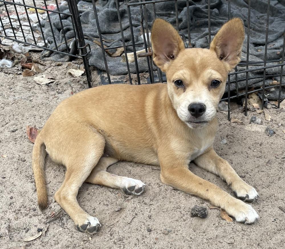 Enlarge Nomi, a Adoptable mixed breed in Seguin, TX image 5/5