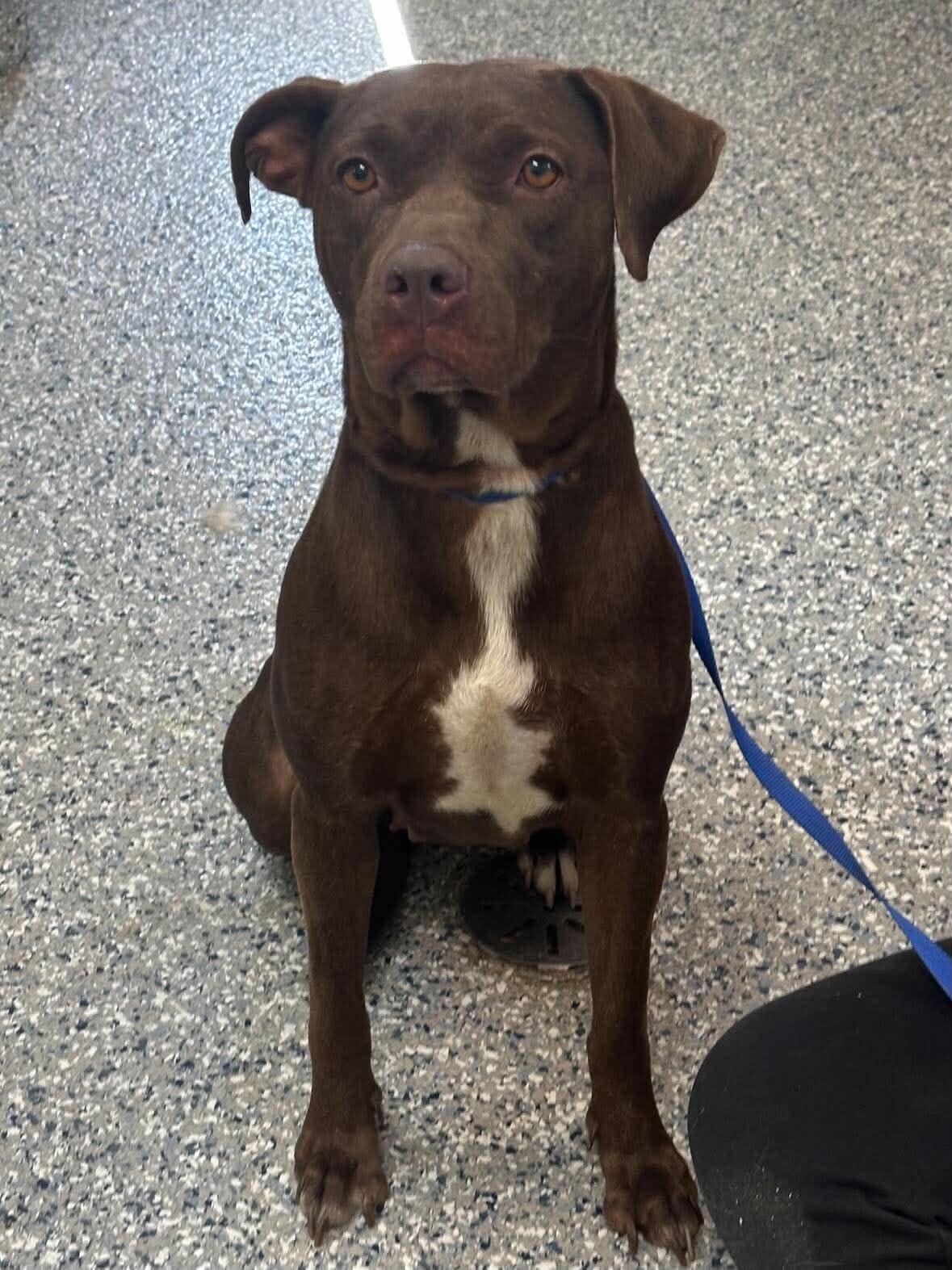 Enlarge Unknown, a Adoptable Pit Bull Terrier in Burgaw, NC image 1/1