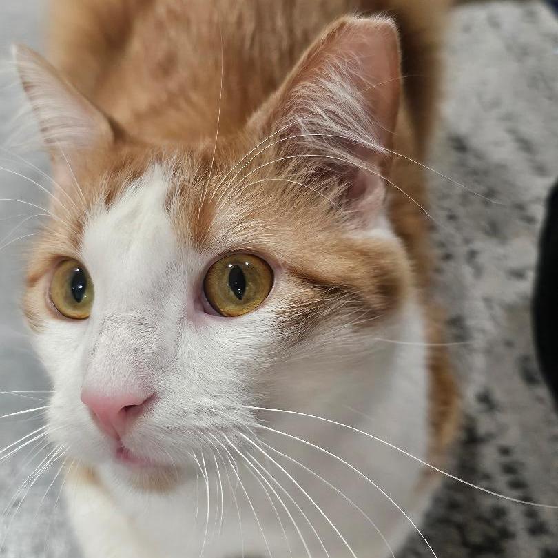 Feeny — thumbnail 2