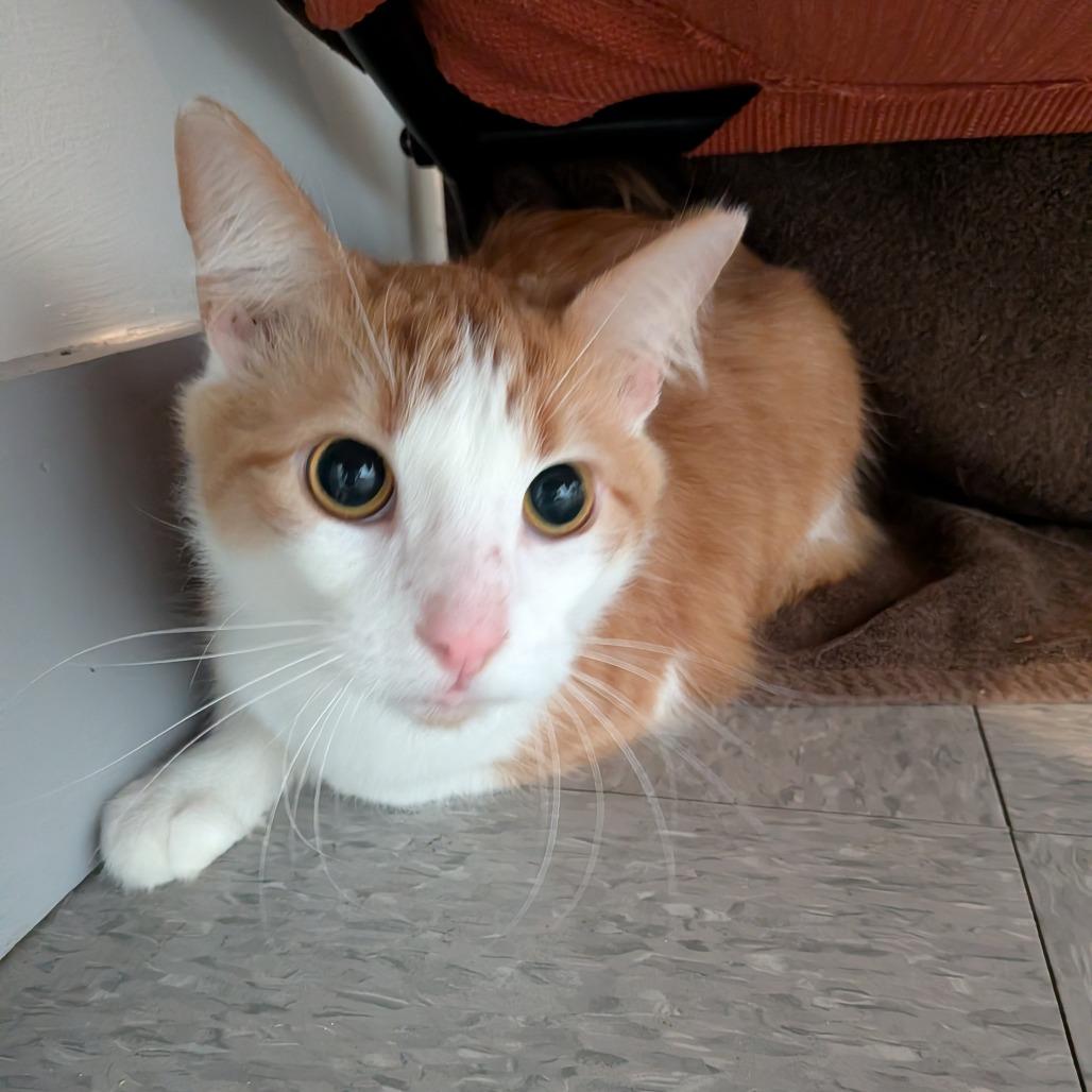 Feeny — thumbnail 3